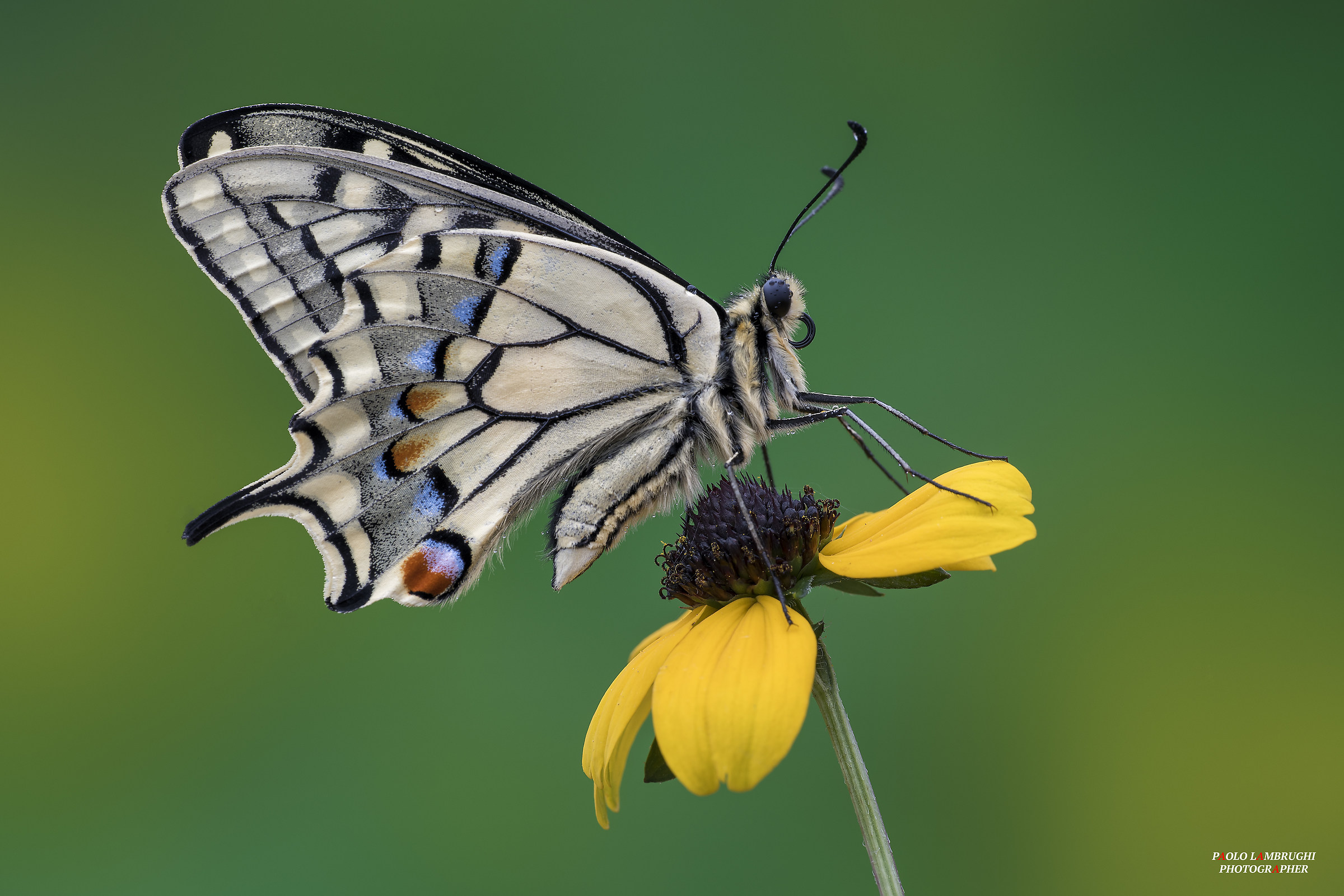 The king on the throne