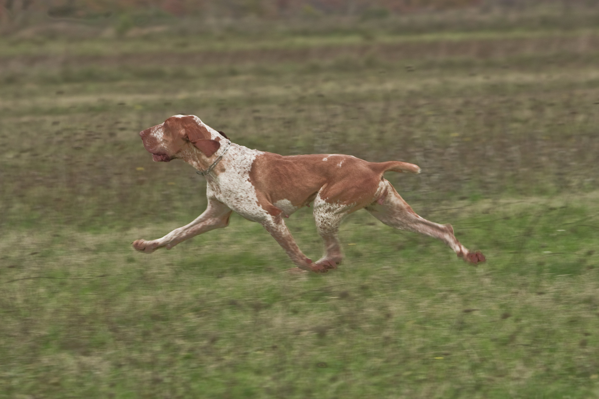 extended trot