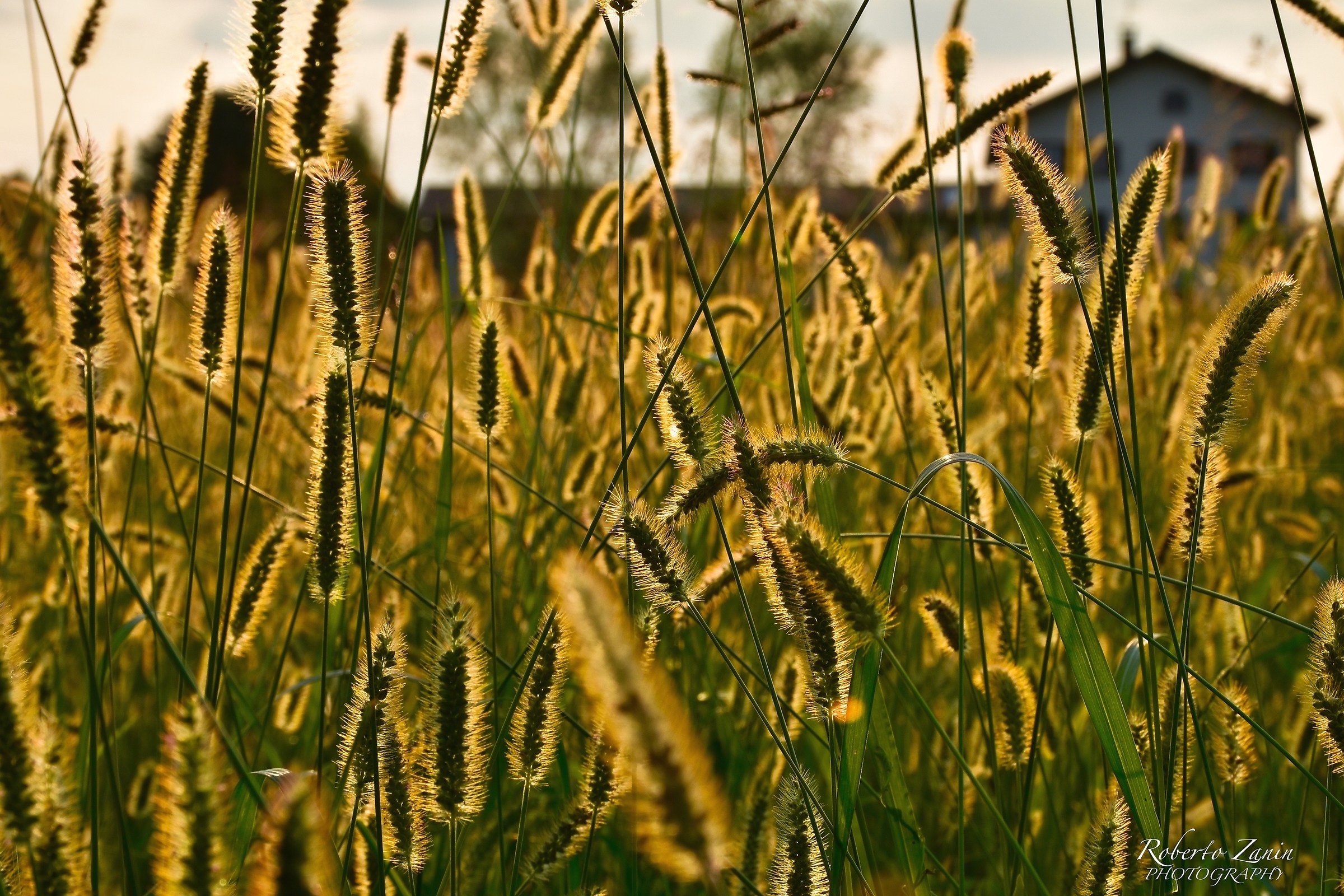 Sul finir della giornata, in campagna...