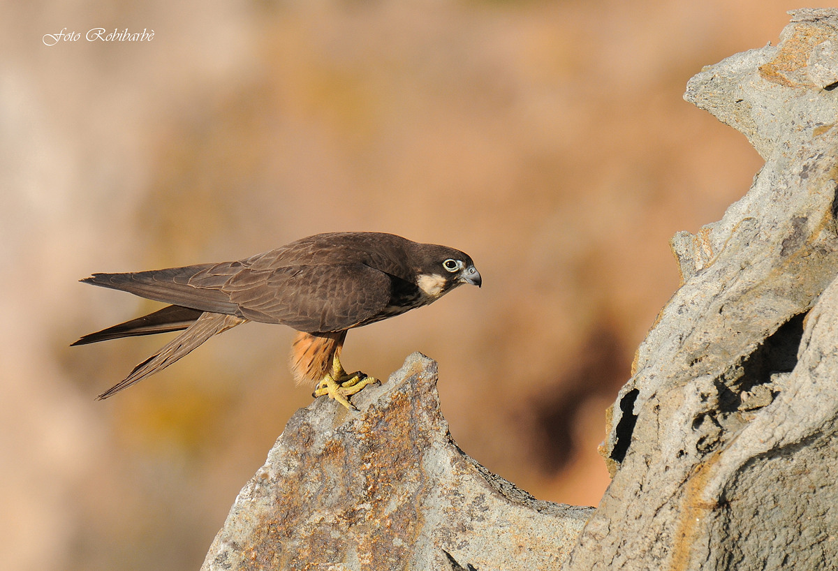 Eleonora's Falcon ...