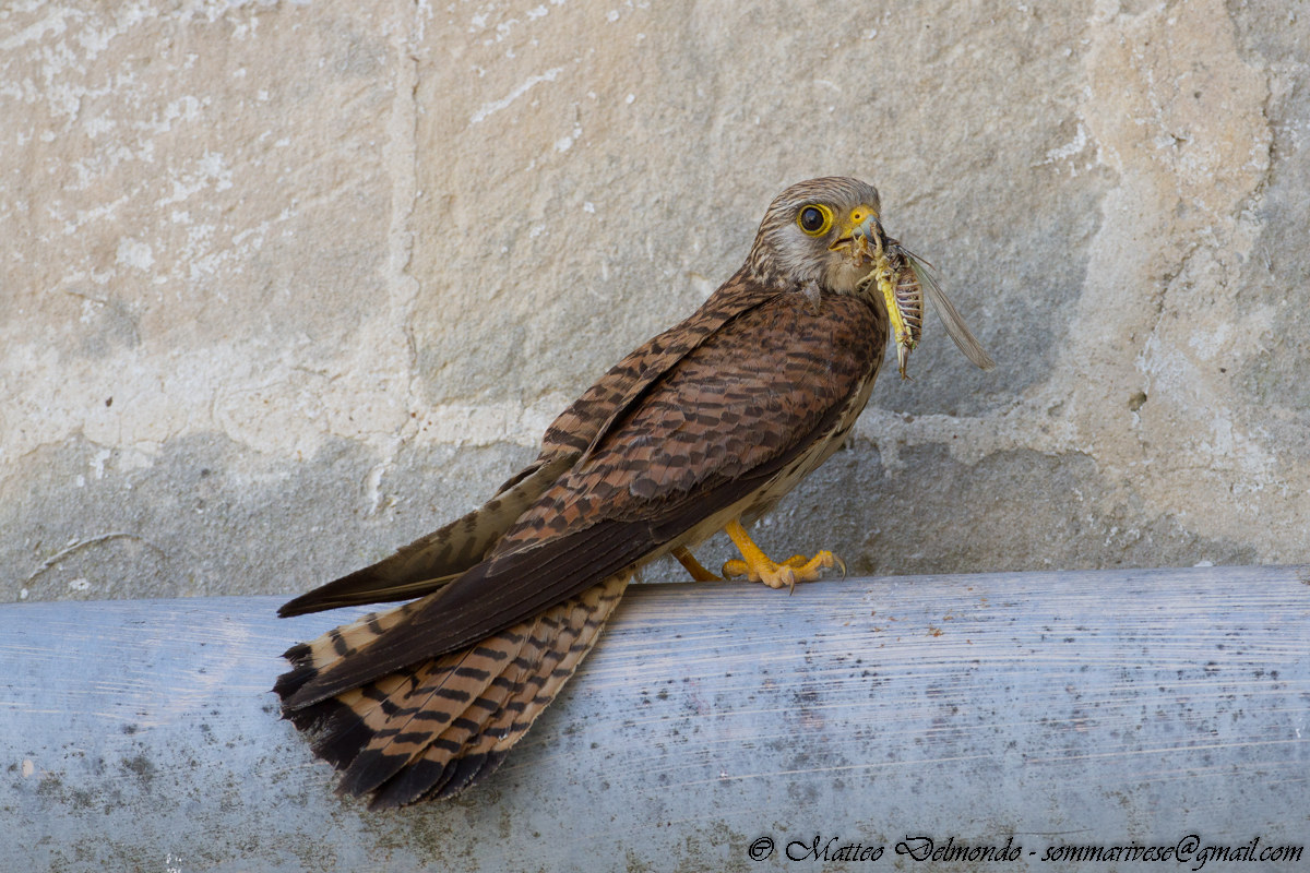 Lesser Kestrel female