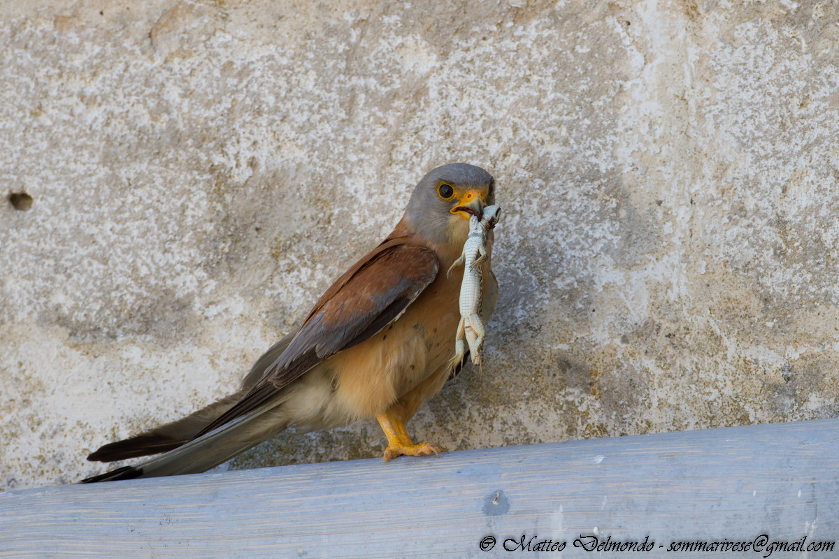 Lesser Kestrel male