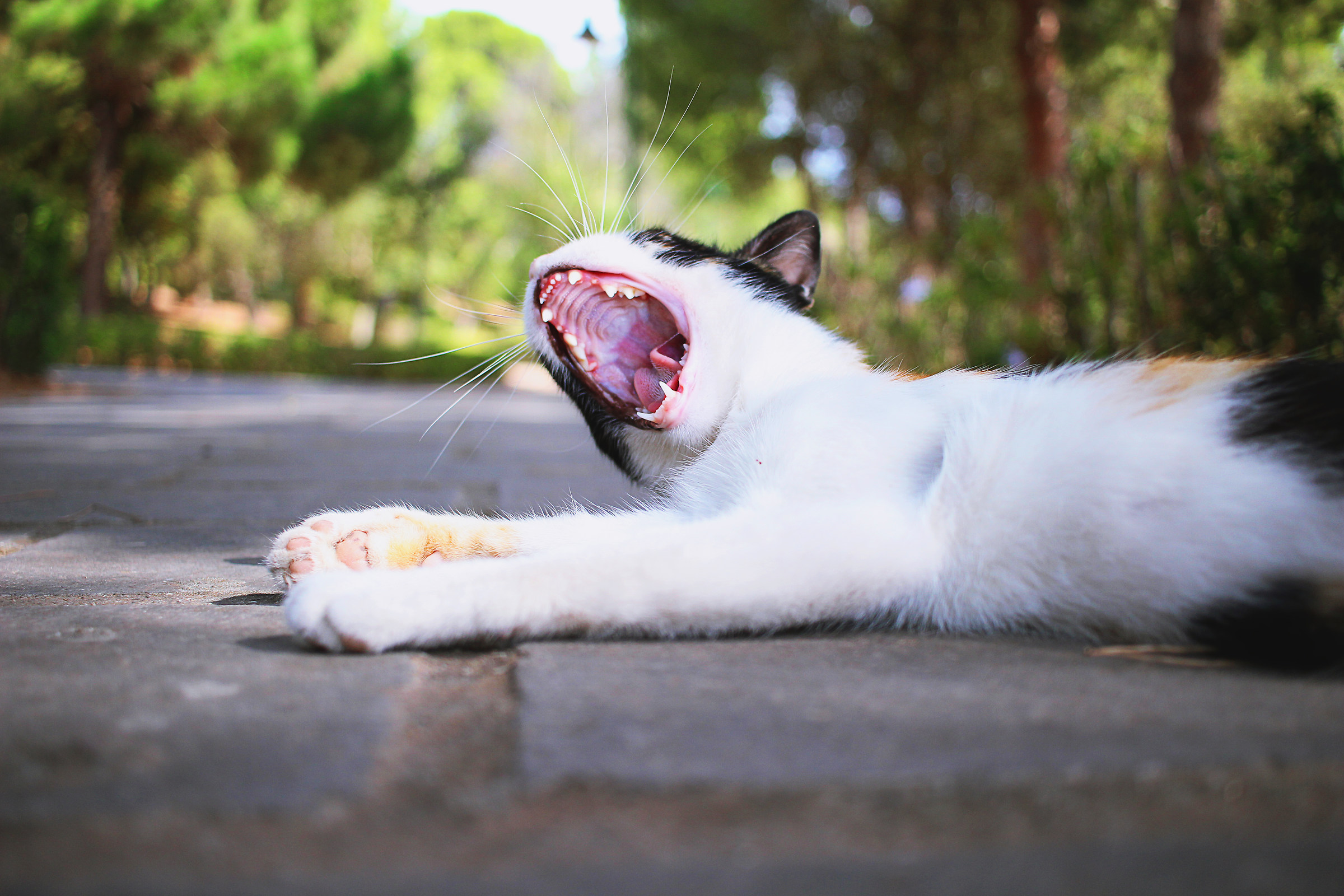 You're gonna hear me roar!