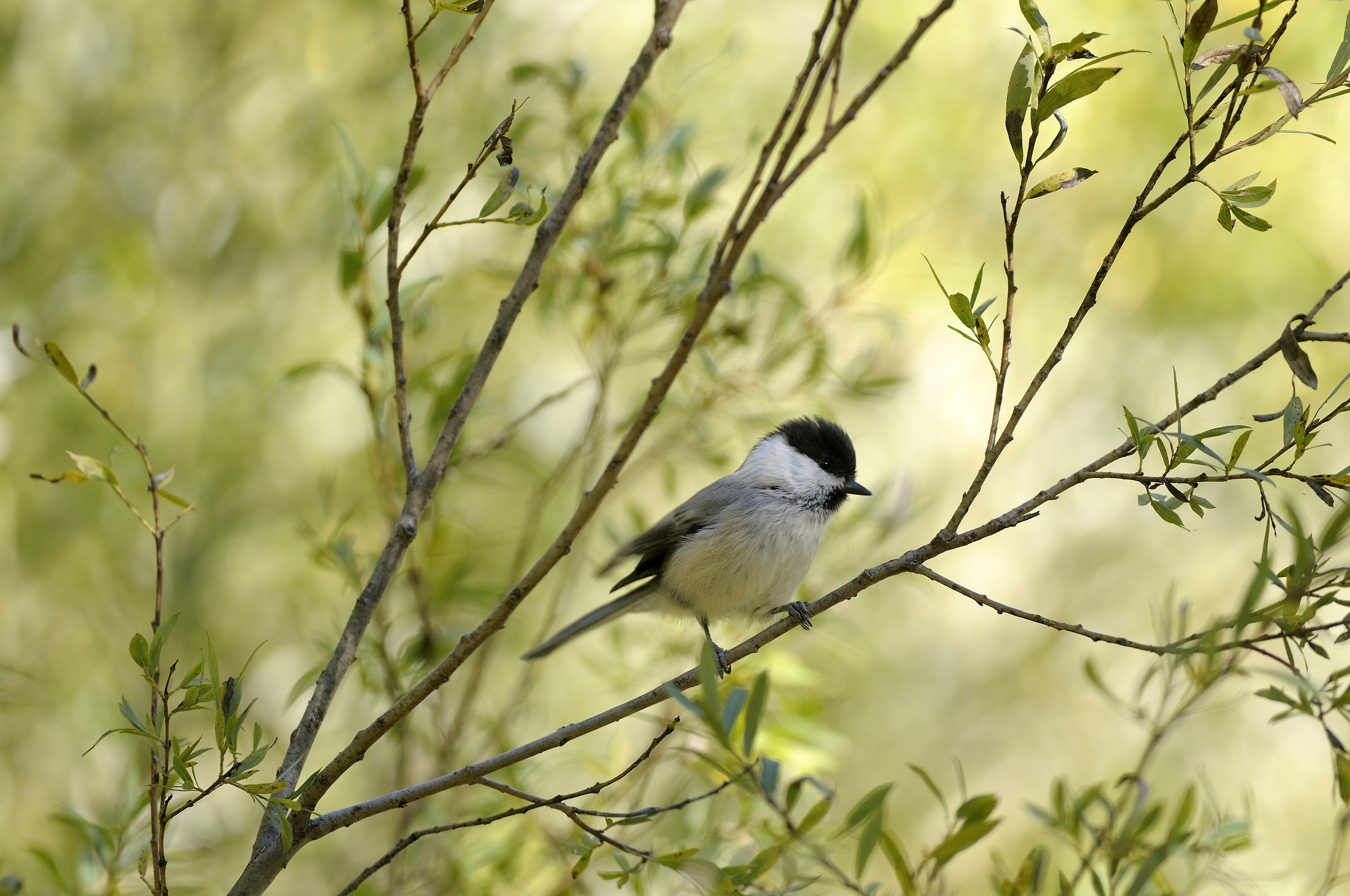 Cincia bigia alpestre,Willow Tit