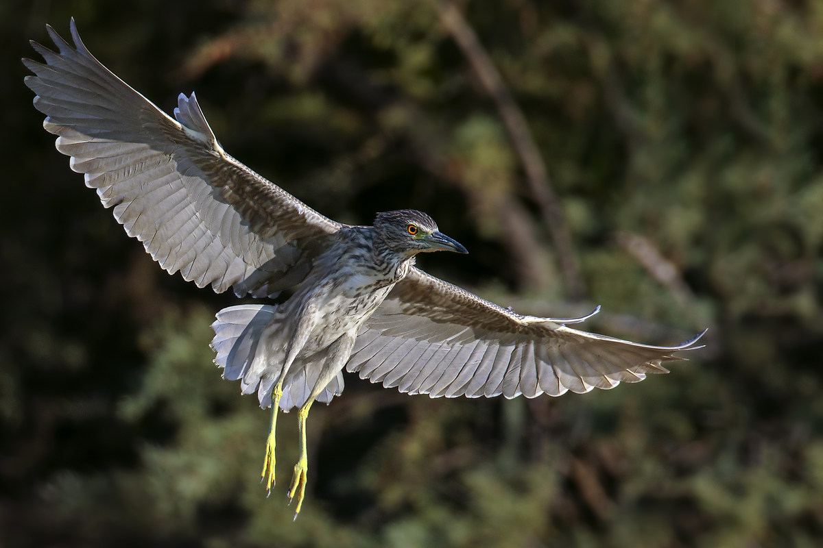 Night Heron juv.