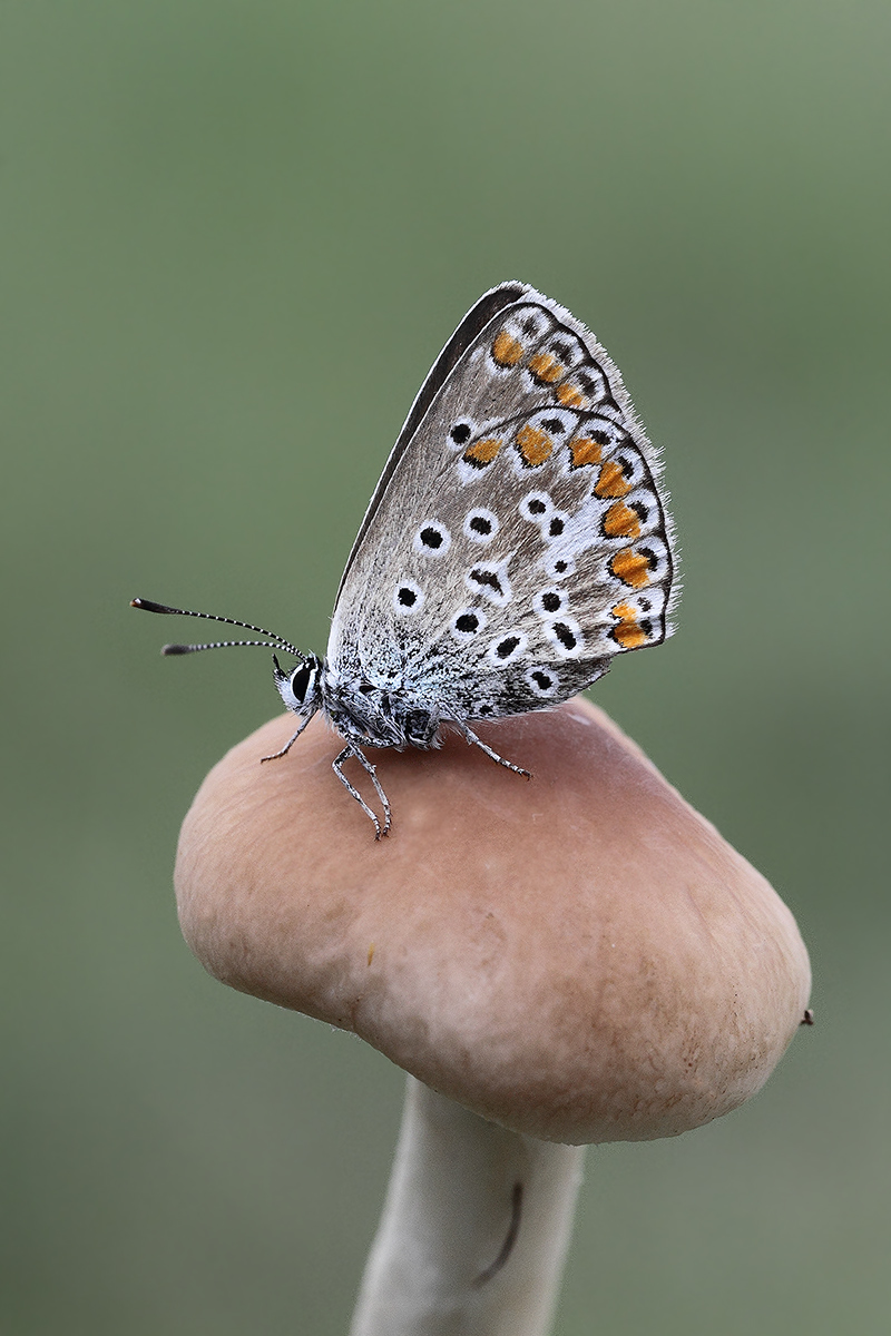 Butterfly on mushroom