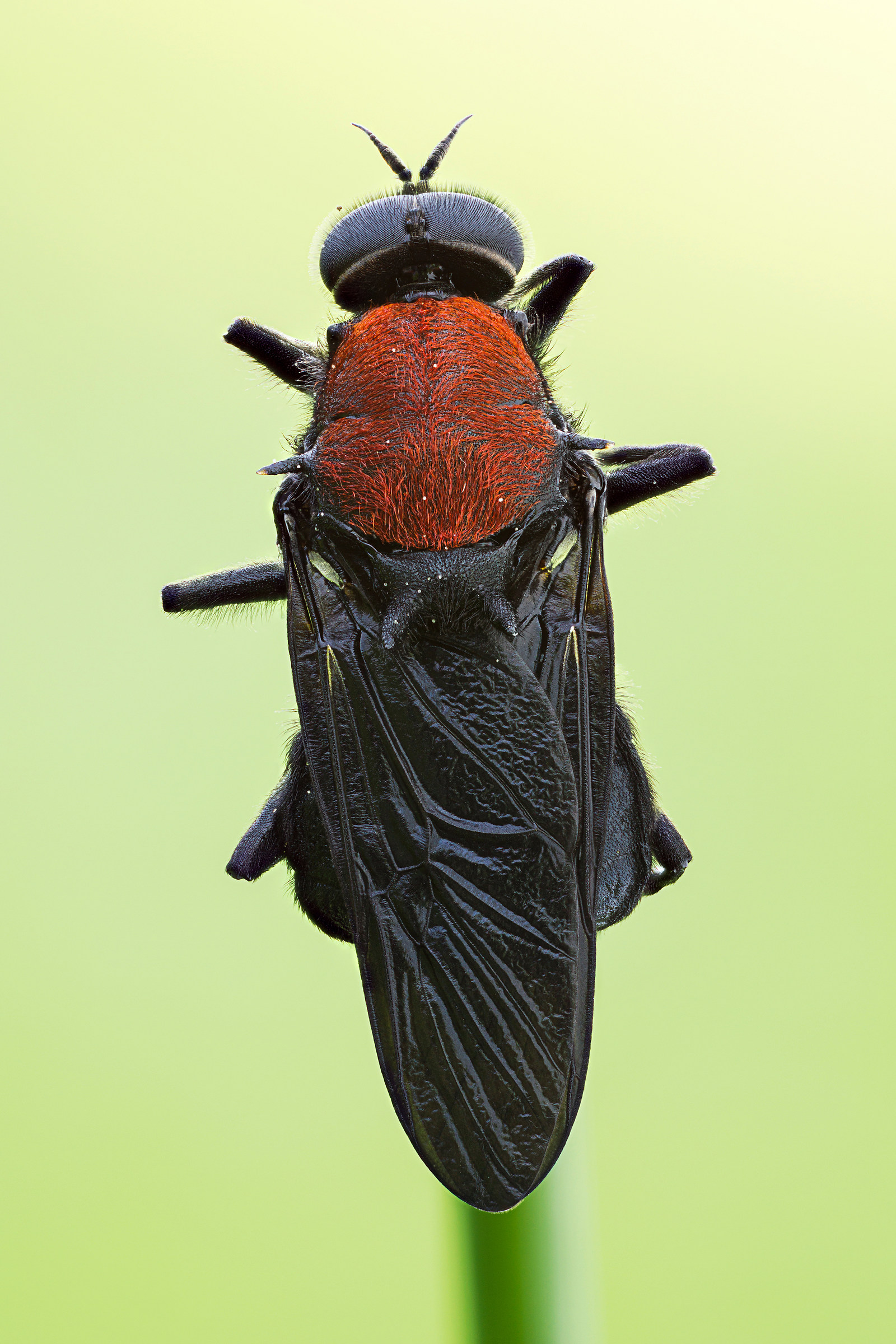 Clitellaria ephippium