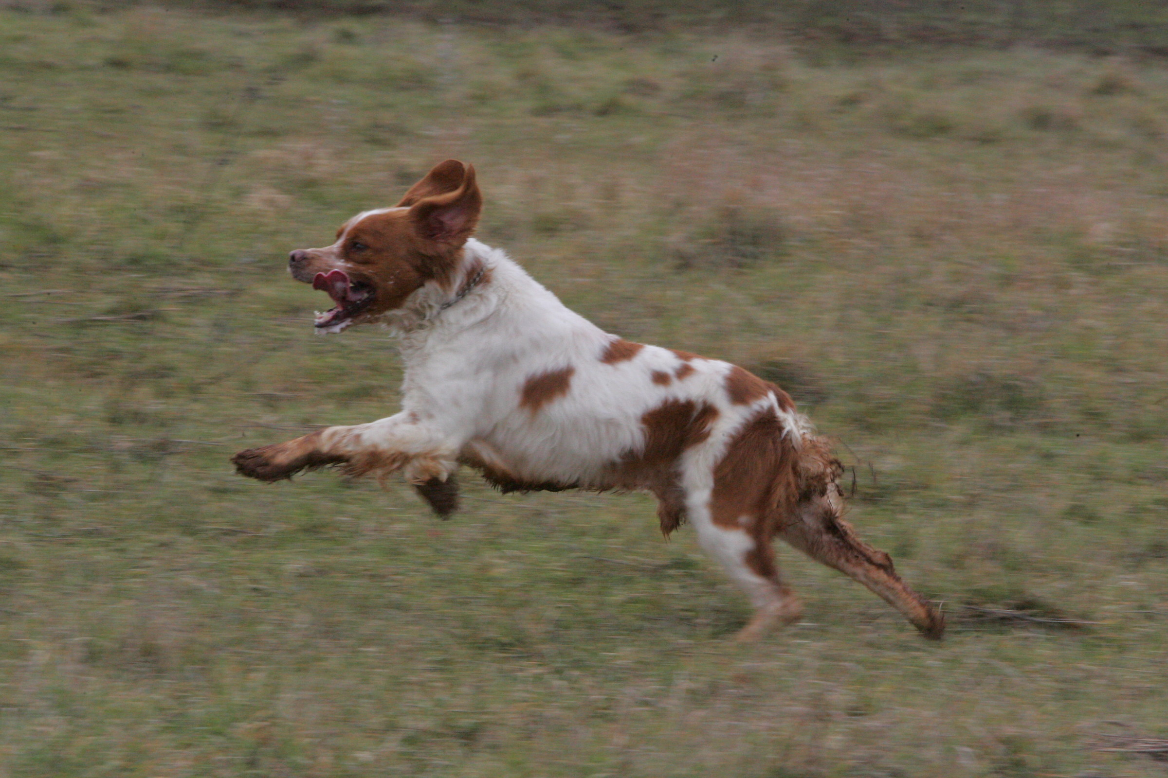 Breton in action