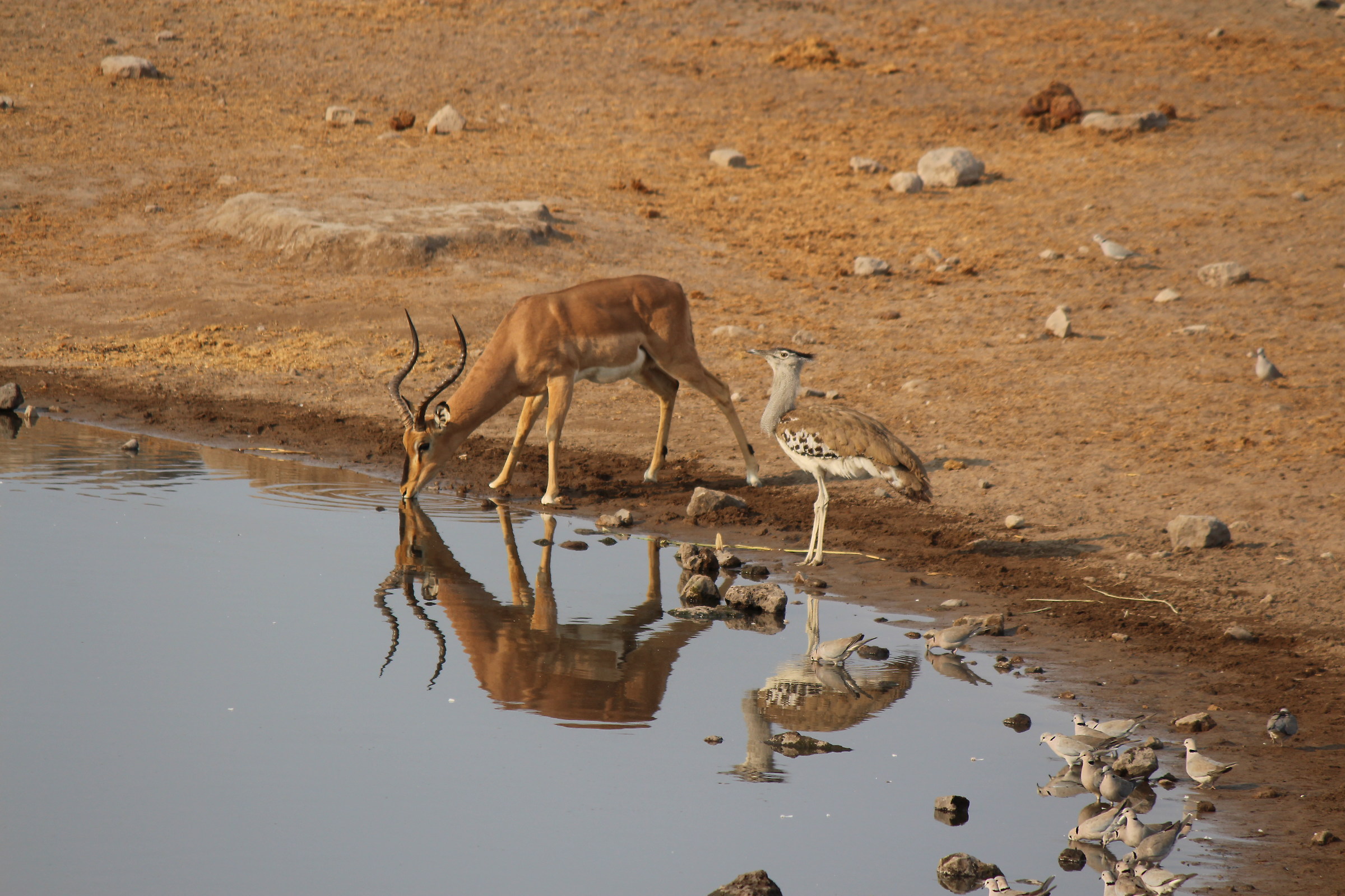 Etosha Impala con otarda