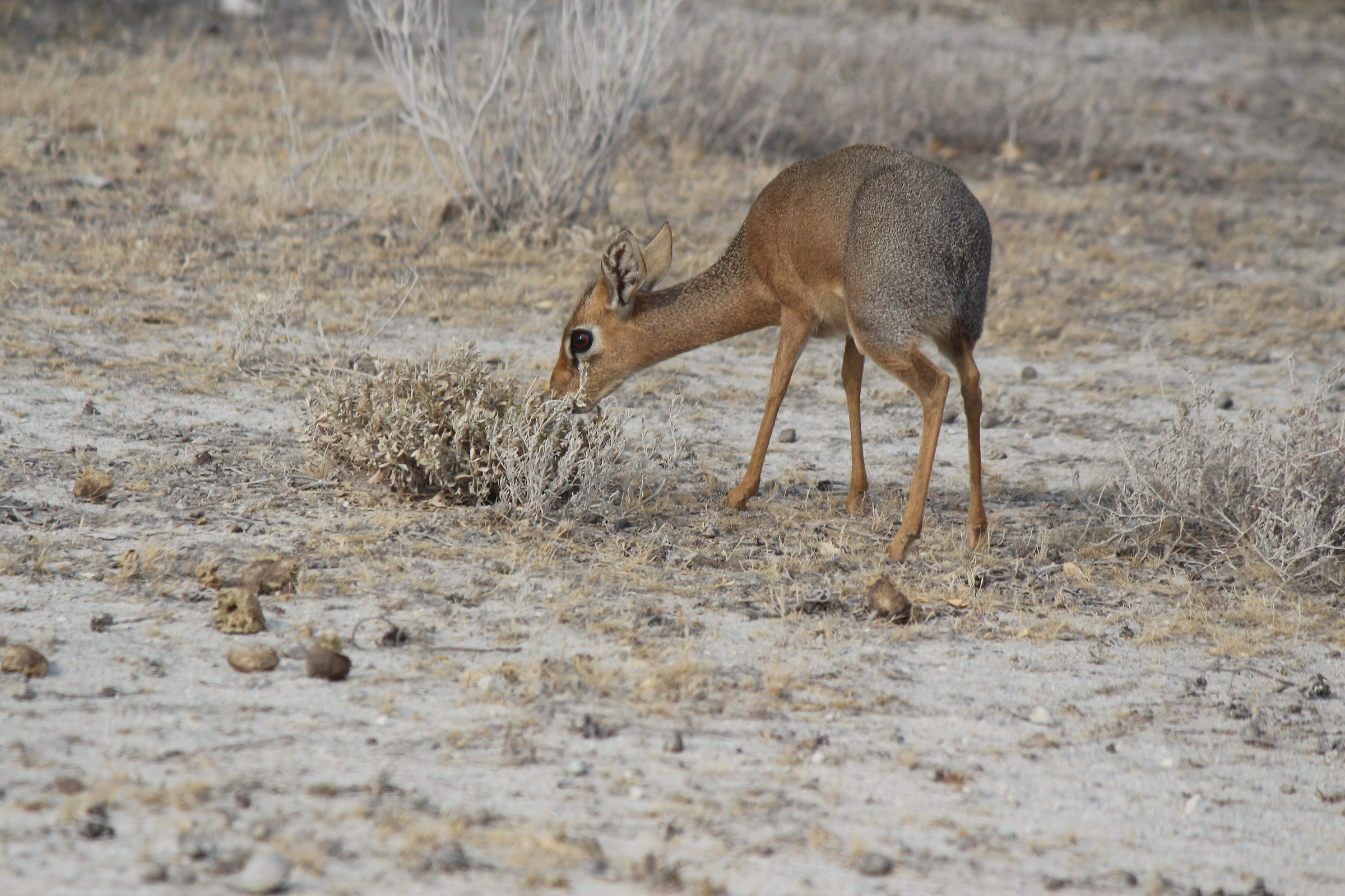 Etosha Dik dik