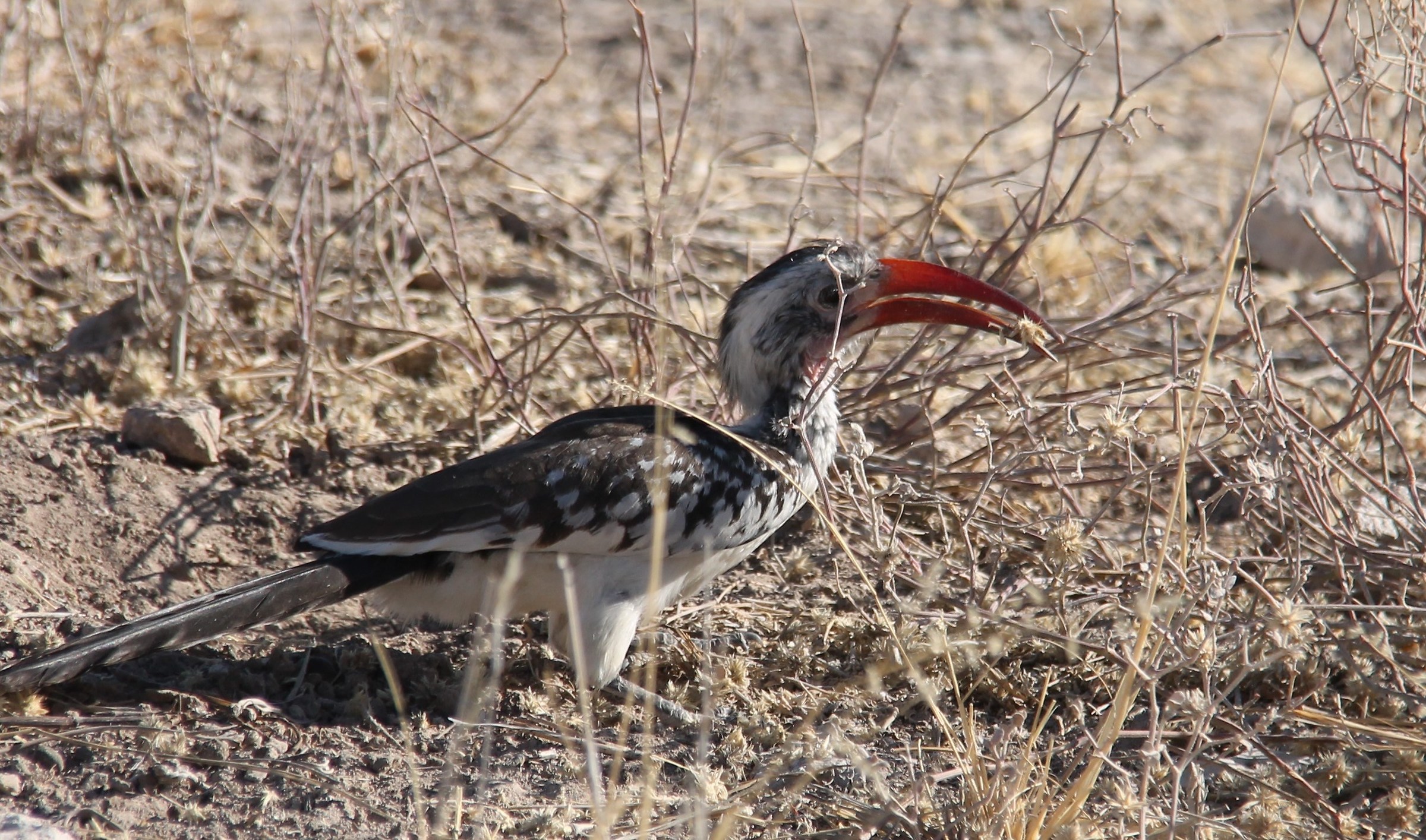 Etosha Hornbill red beak