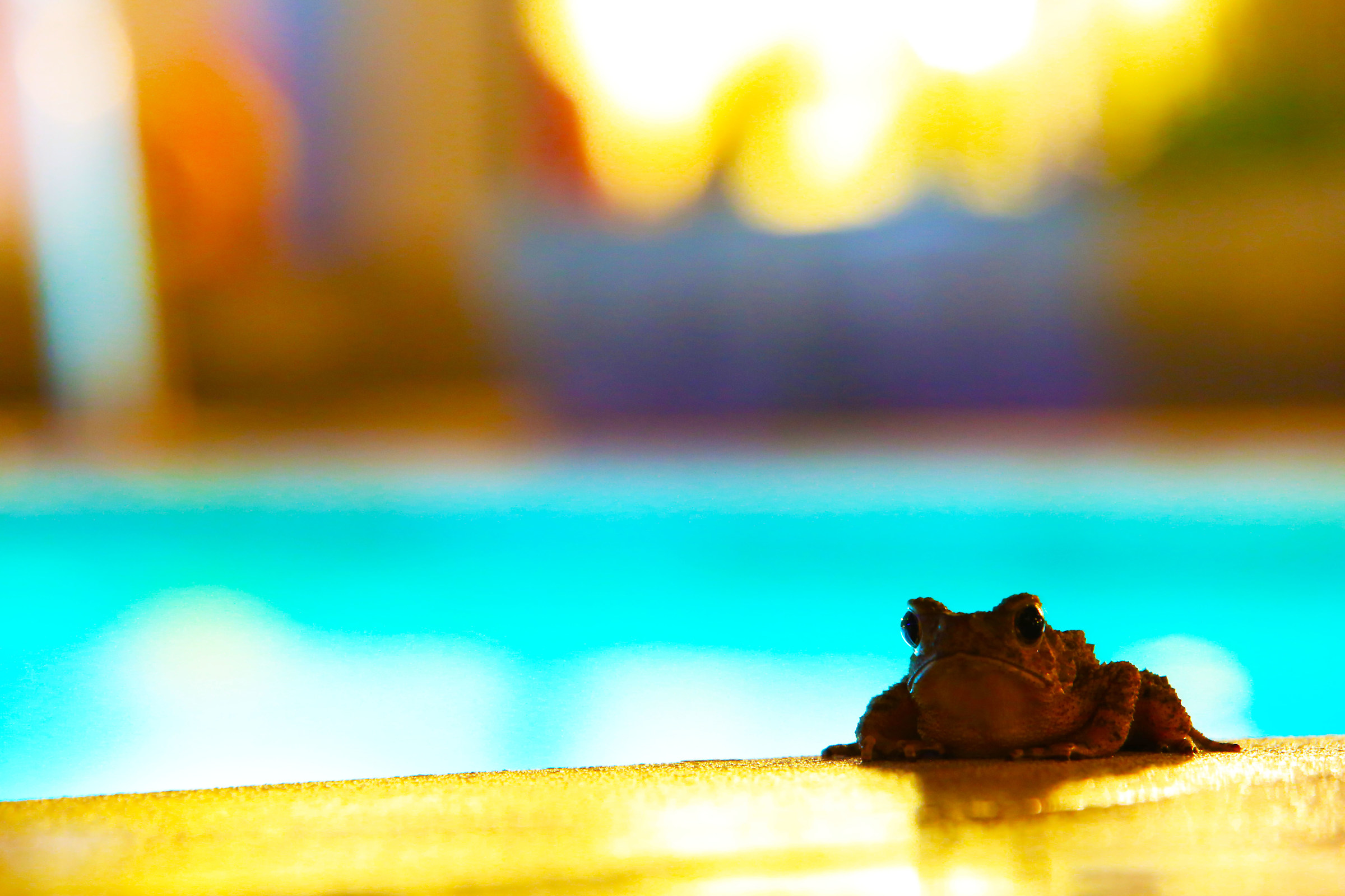 Indonesia Bogor Frog