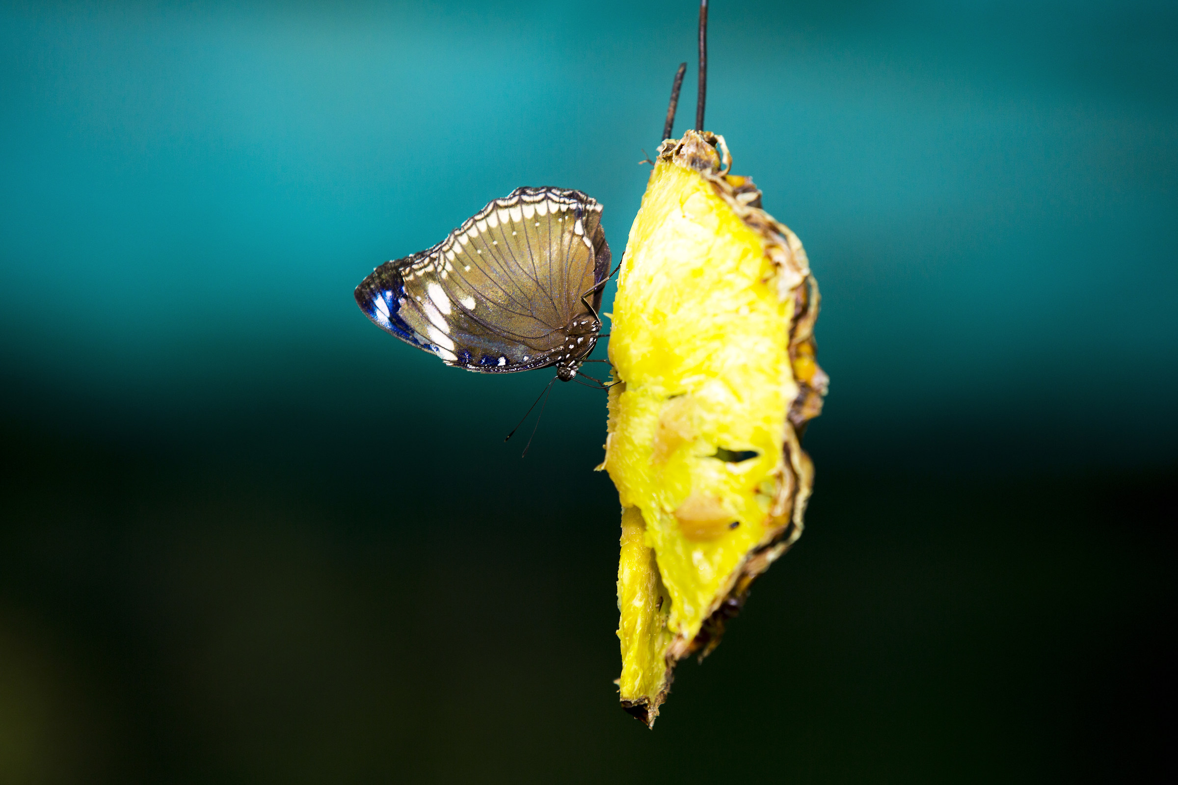 Philippine butterfly