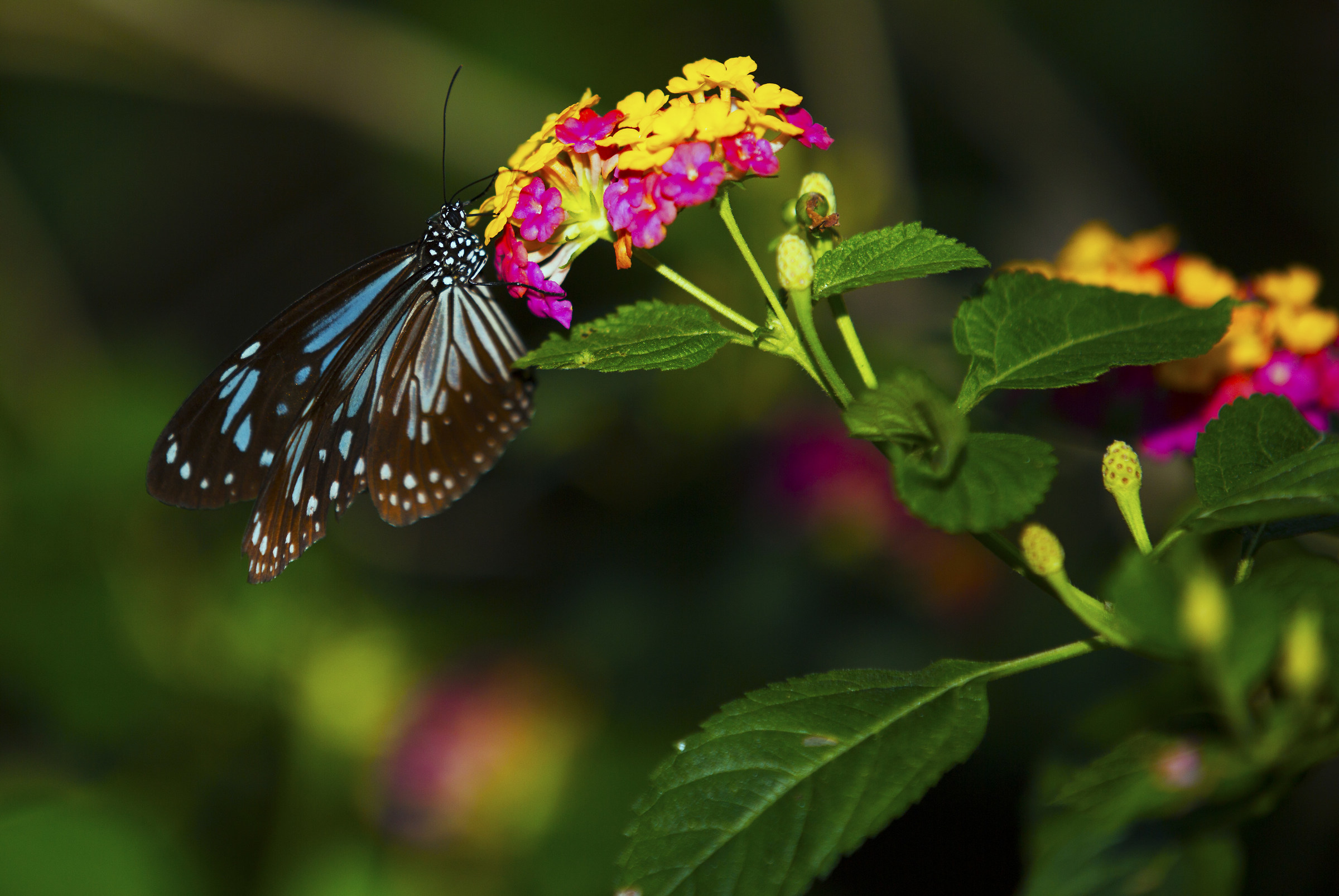 Philippine butterfly