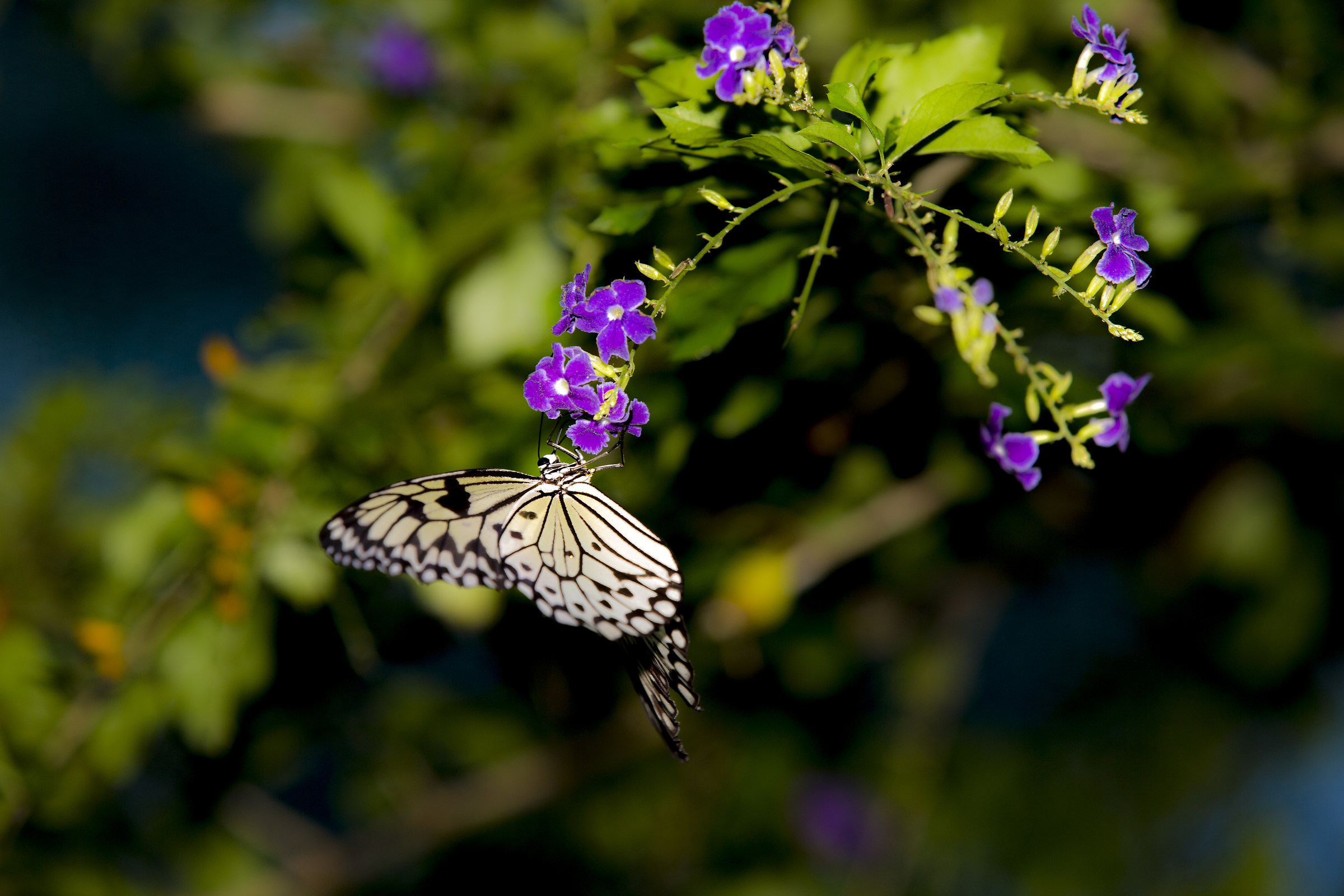 Philippines butterfly