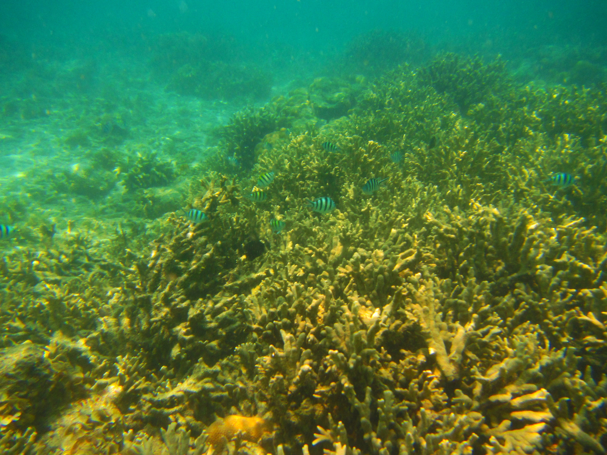 Sepa 1000 Island Idonesia