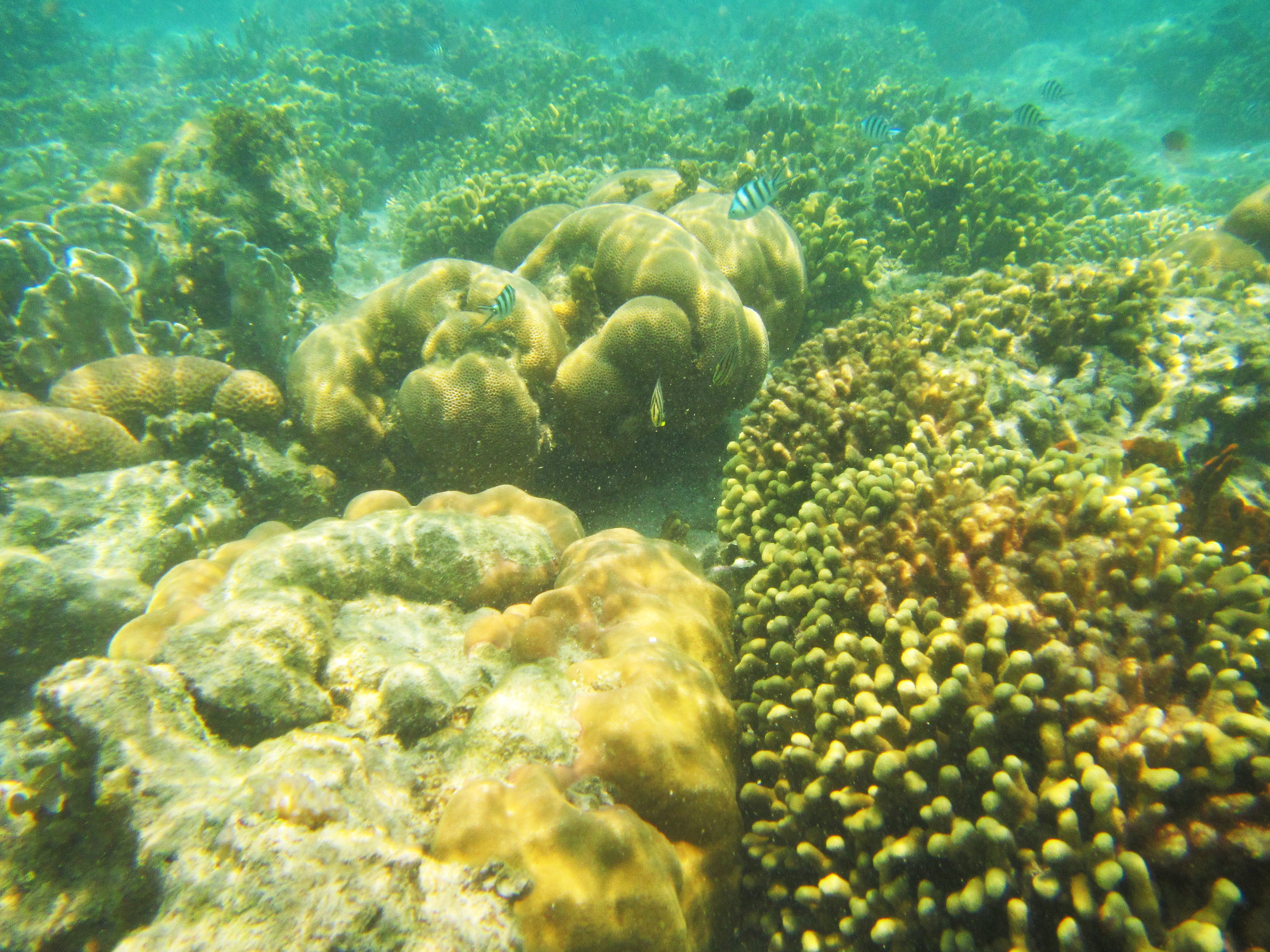 Sepa 1000 Island Idonesia