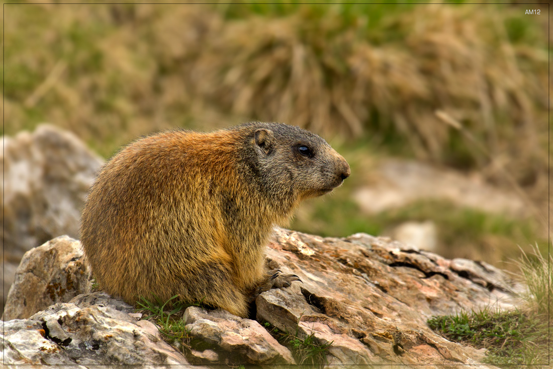Marmotta