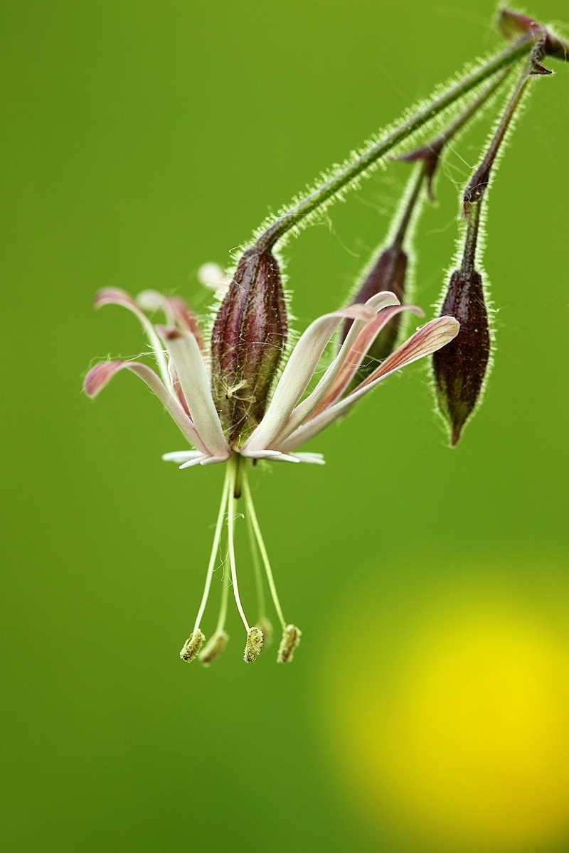 ragged robin