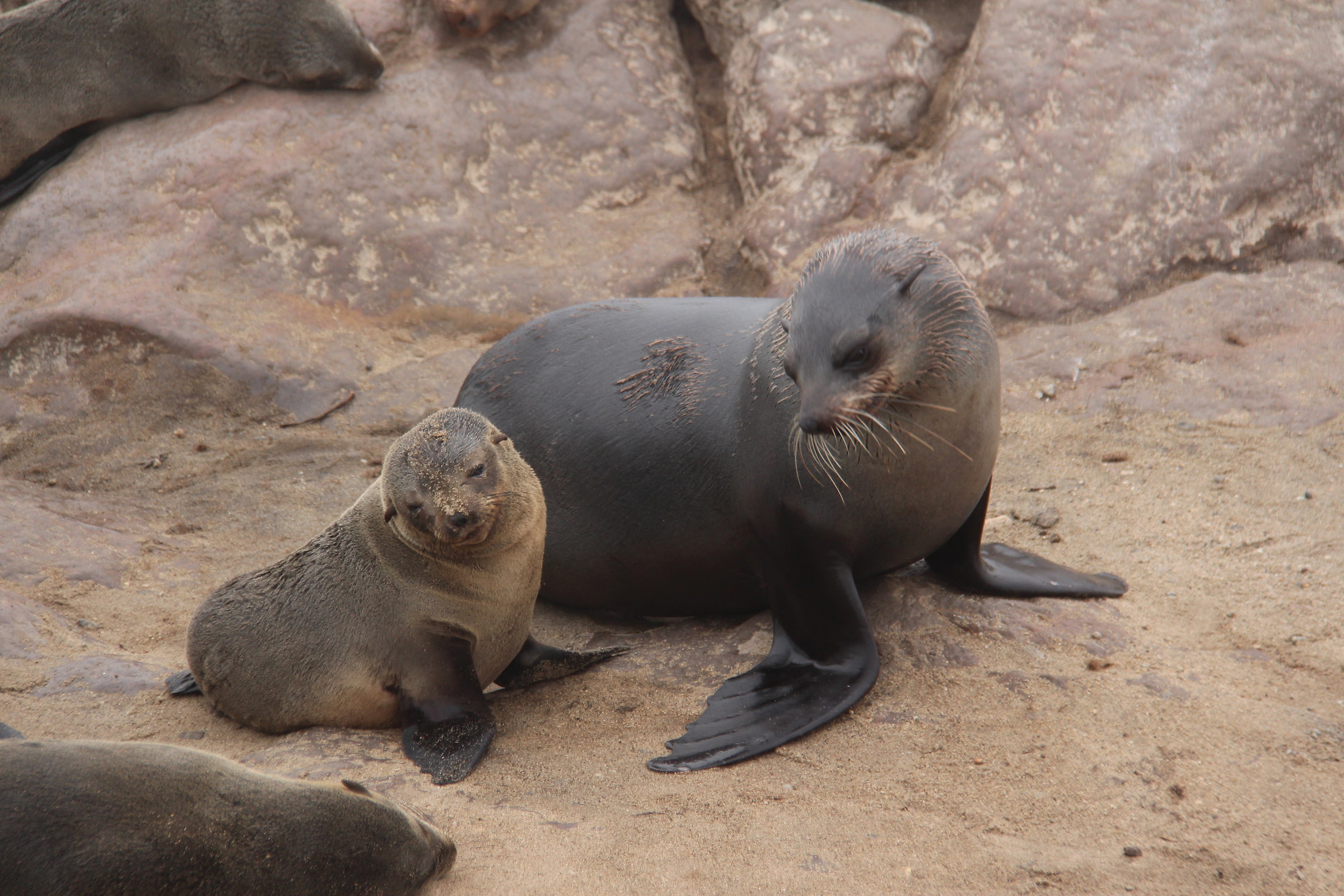 Cape Cross seal colony