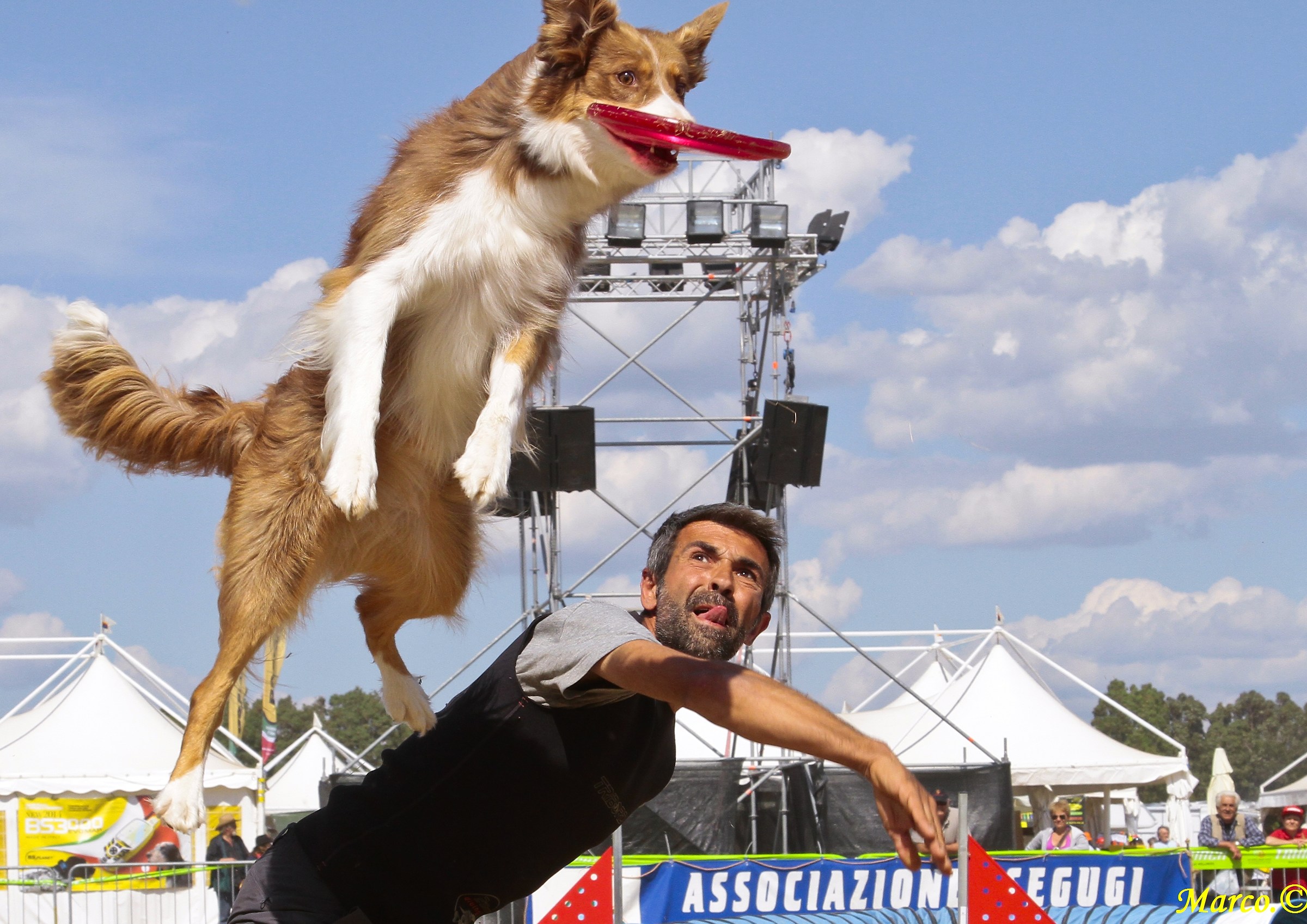 Disc Dog1