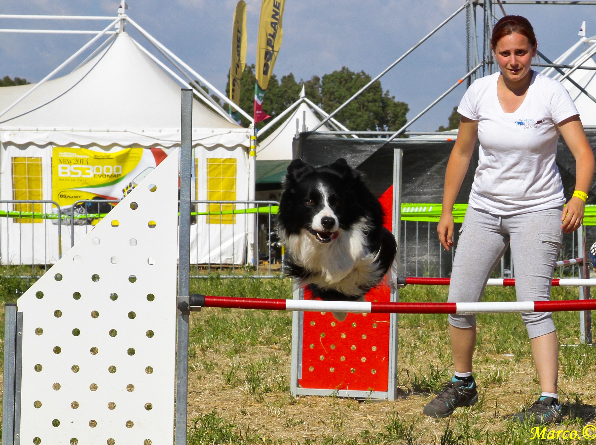 Dog Agility