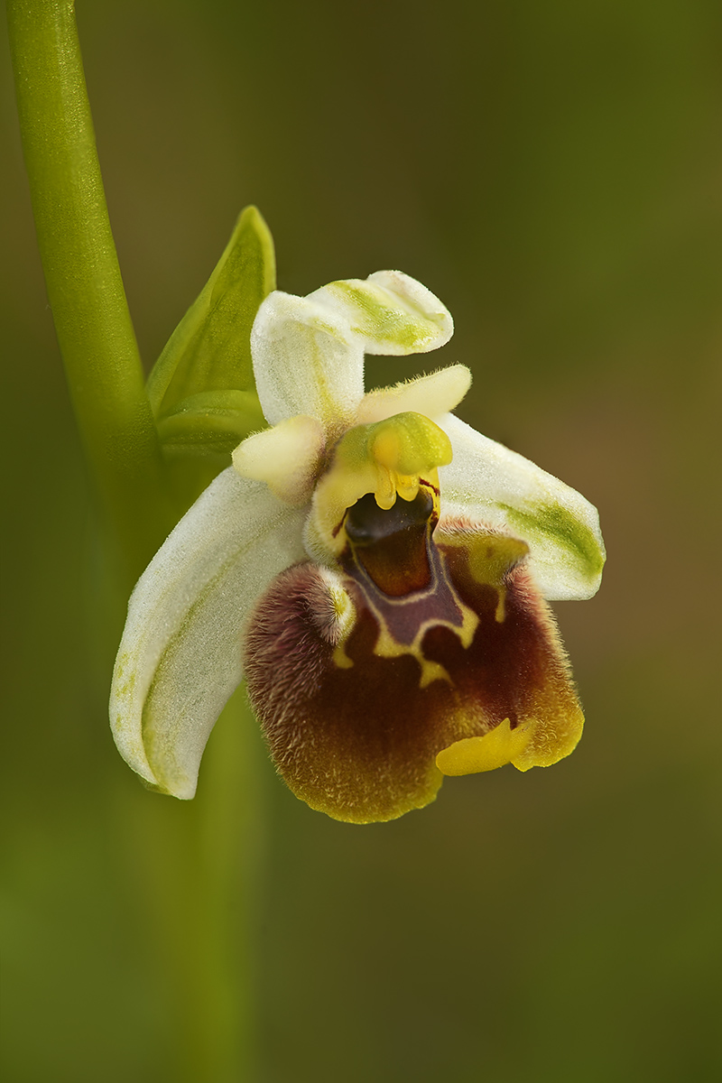 Ritratto di Ophrys fuciflora