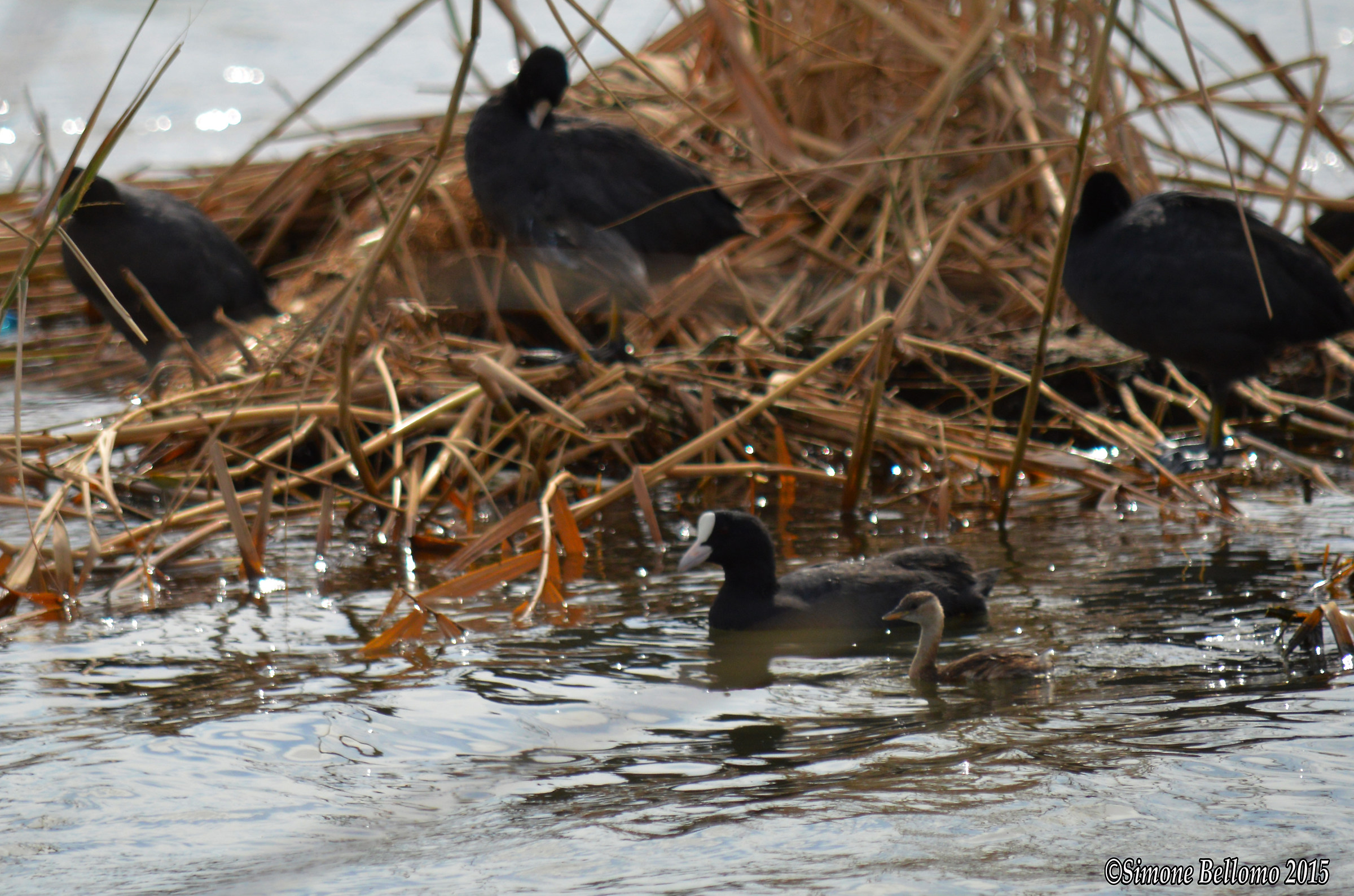 Coots and grebes