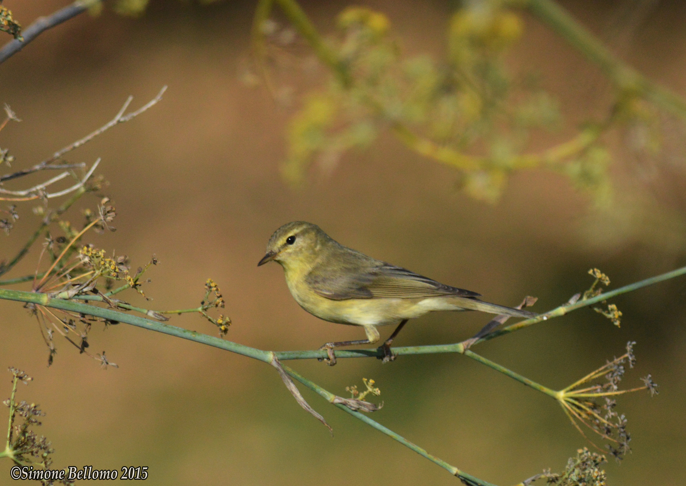 Willow Warbler