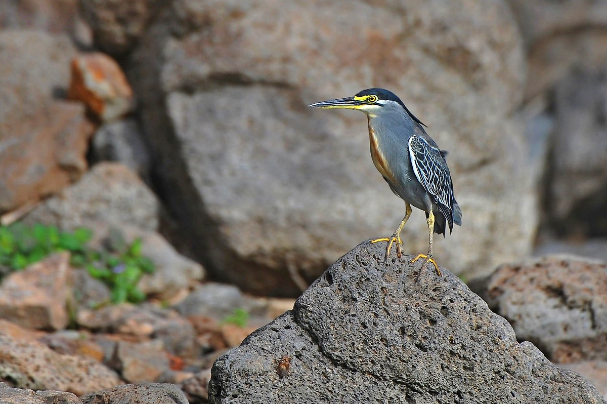 Heron African