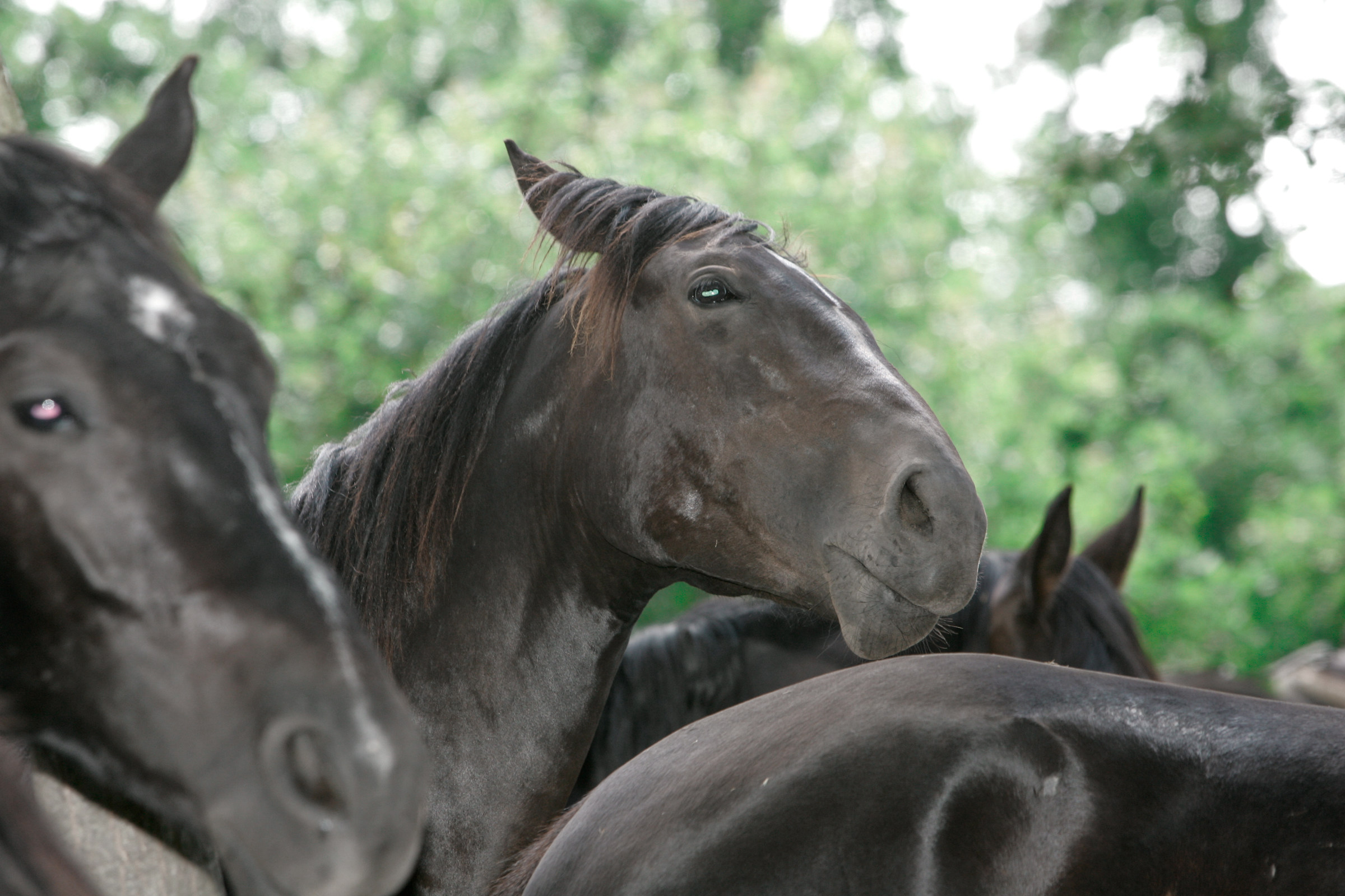 Maremma