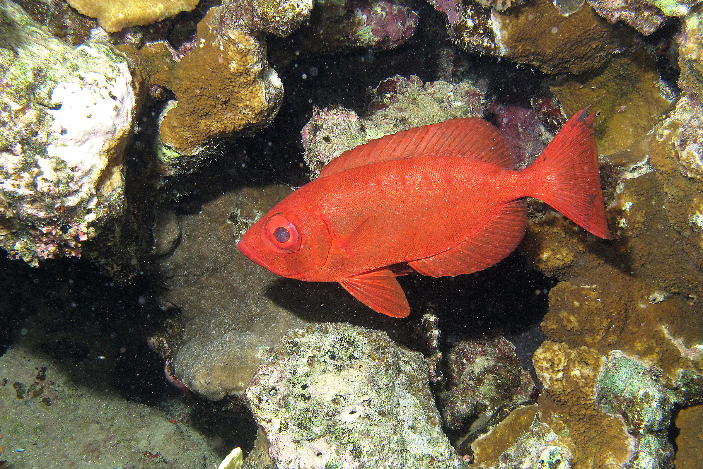 Mar Rosso-Sharm. "Fish in red" in allarme !