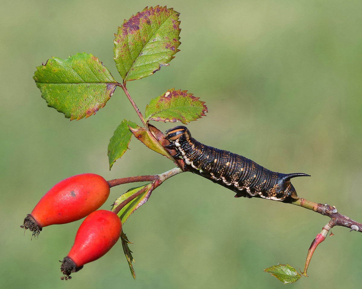 Caterpillar elpenor of rosehip