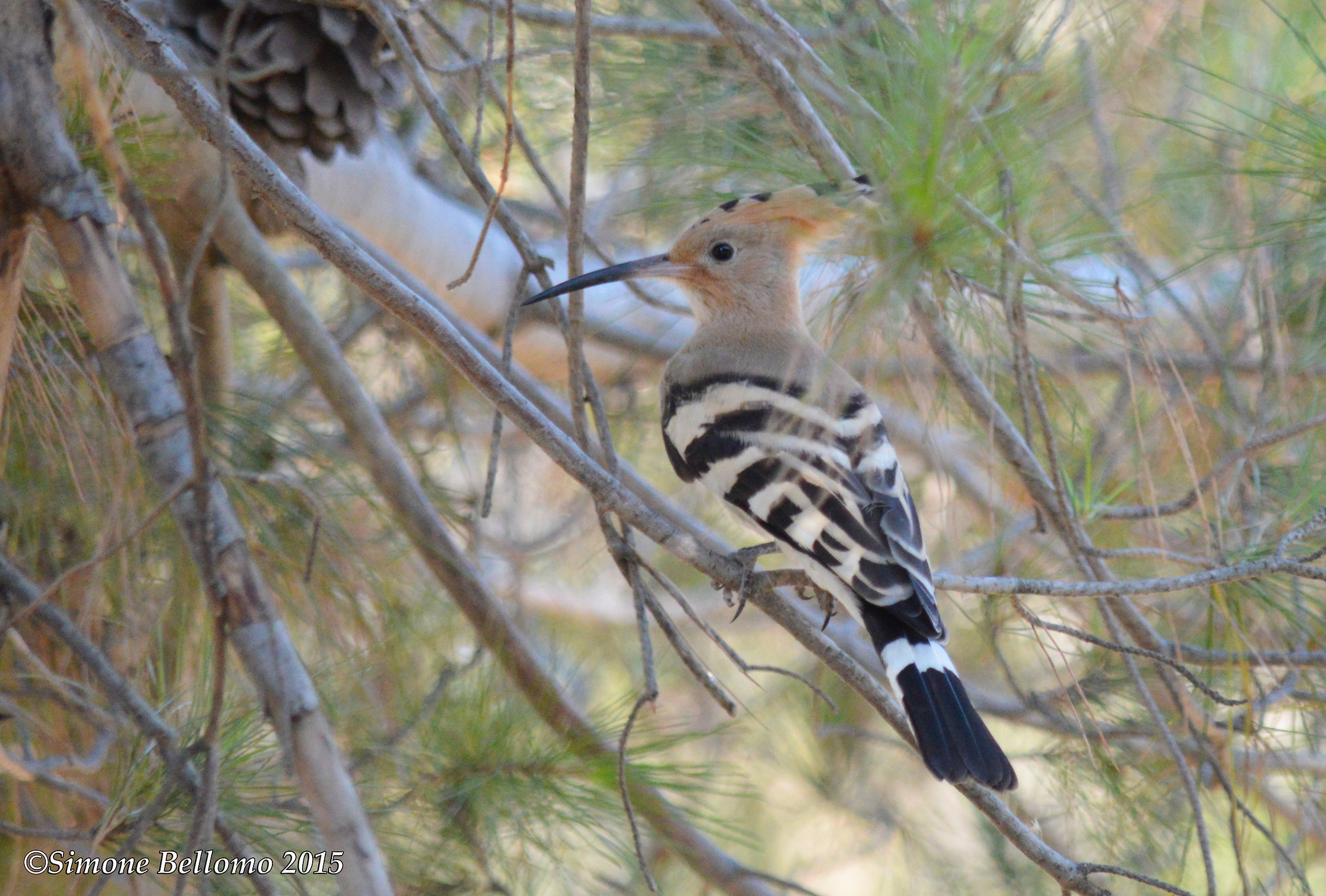 Hoopoe eposp