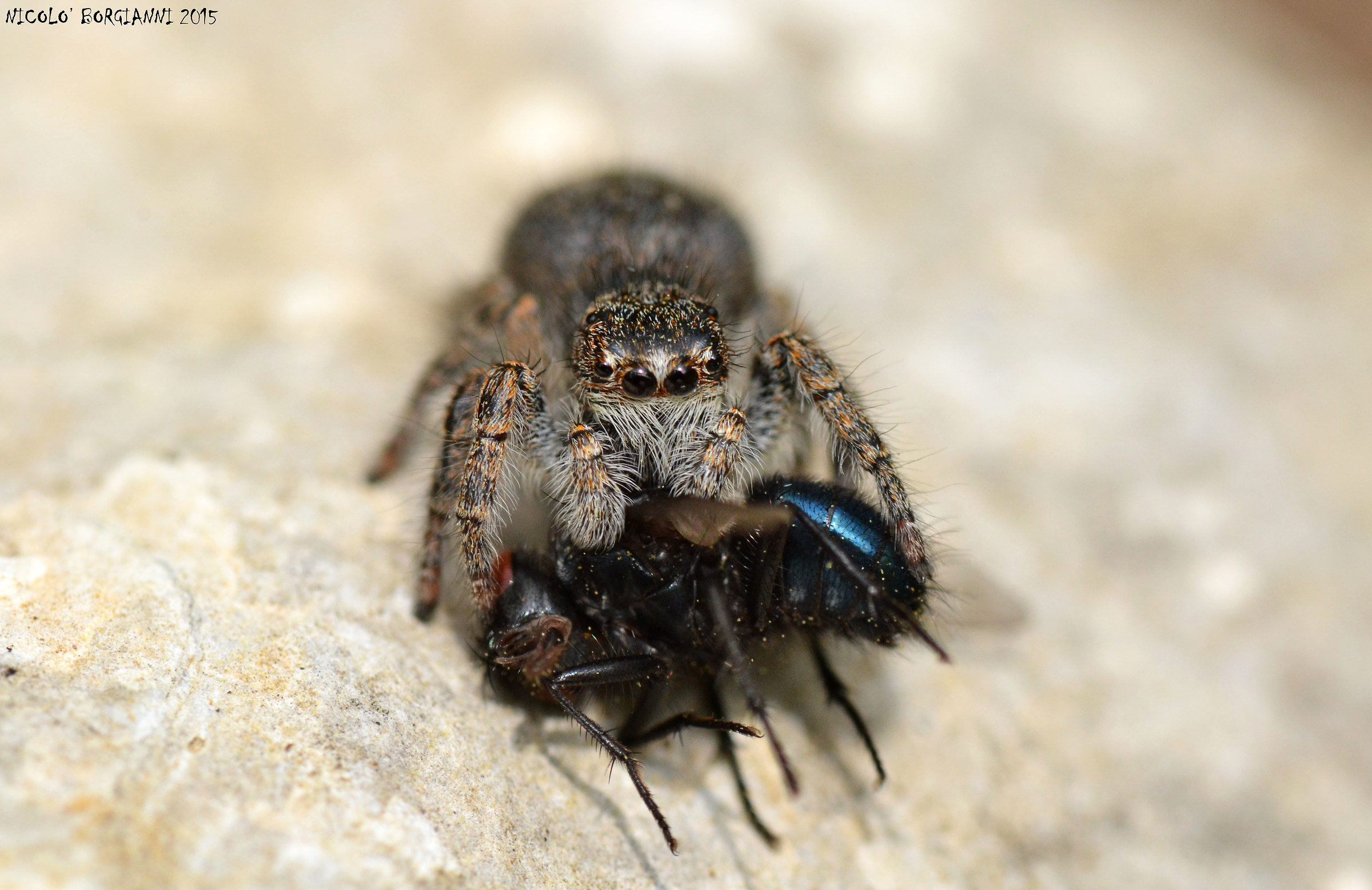 Philaeus chrysops a caccia