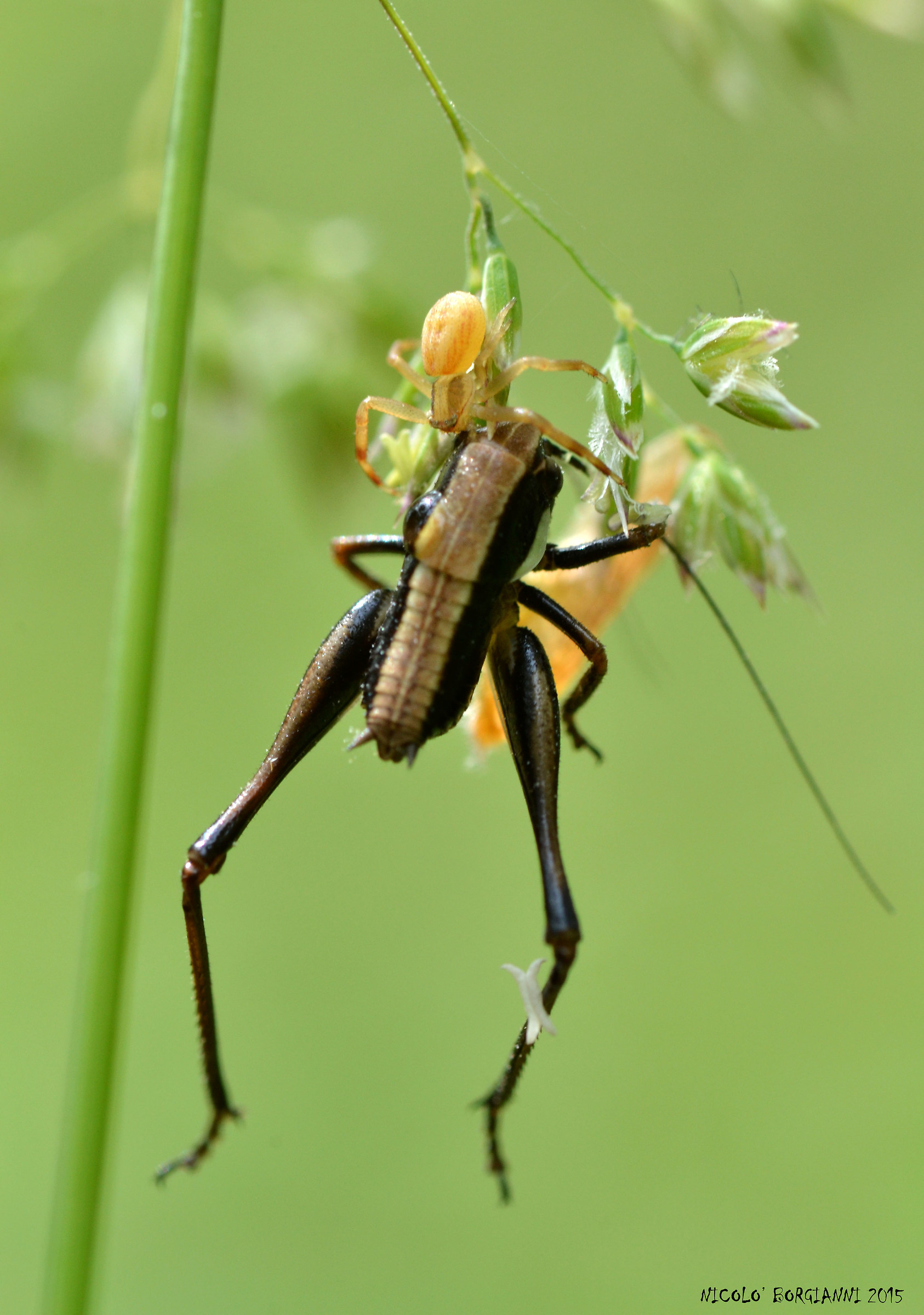 Davide & Golia (Runcinia grammica)