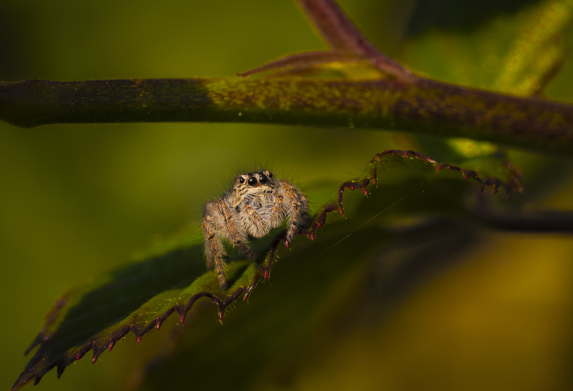 Salticidae...