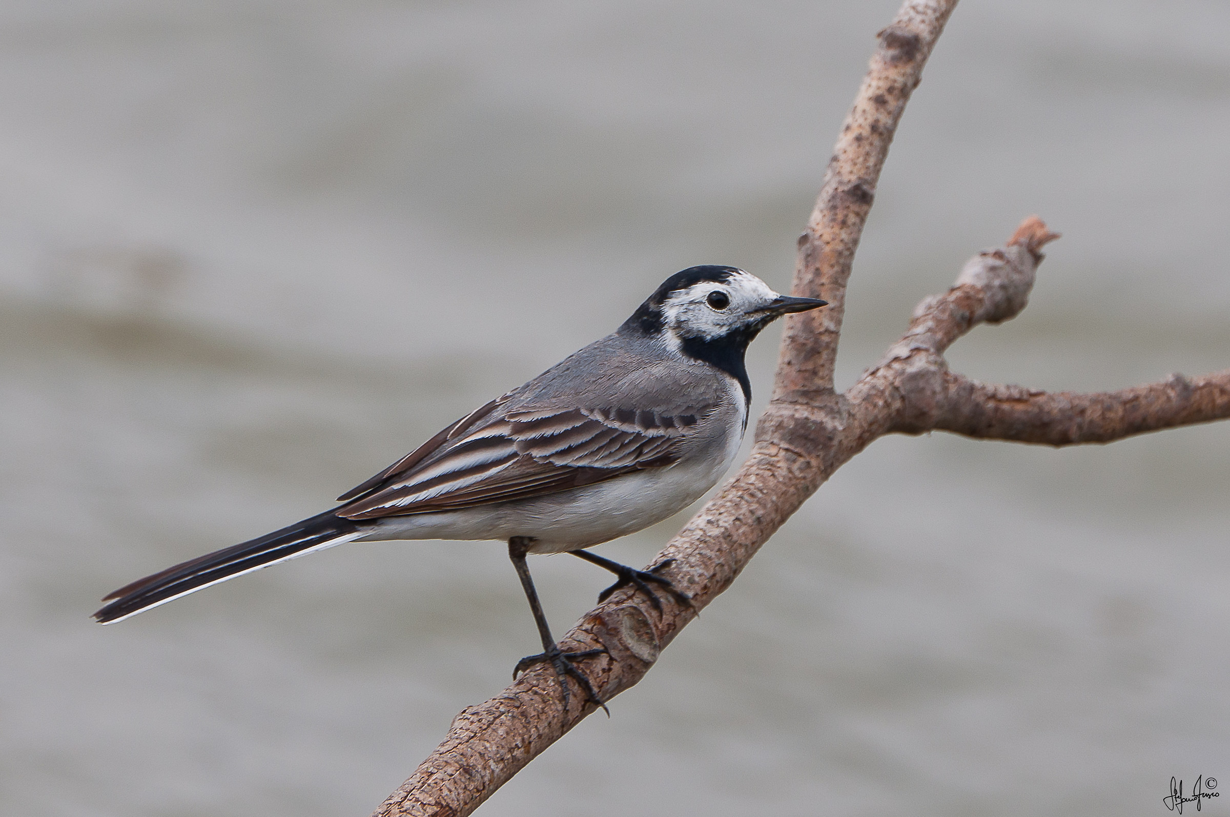 Ballerina bianca-2446