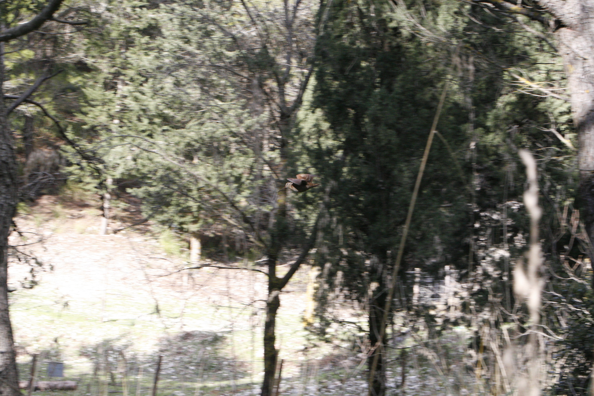 Woodcock in flight