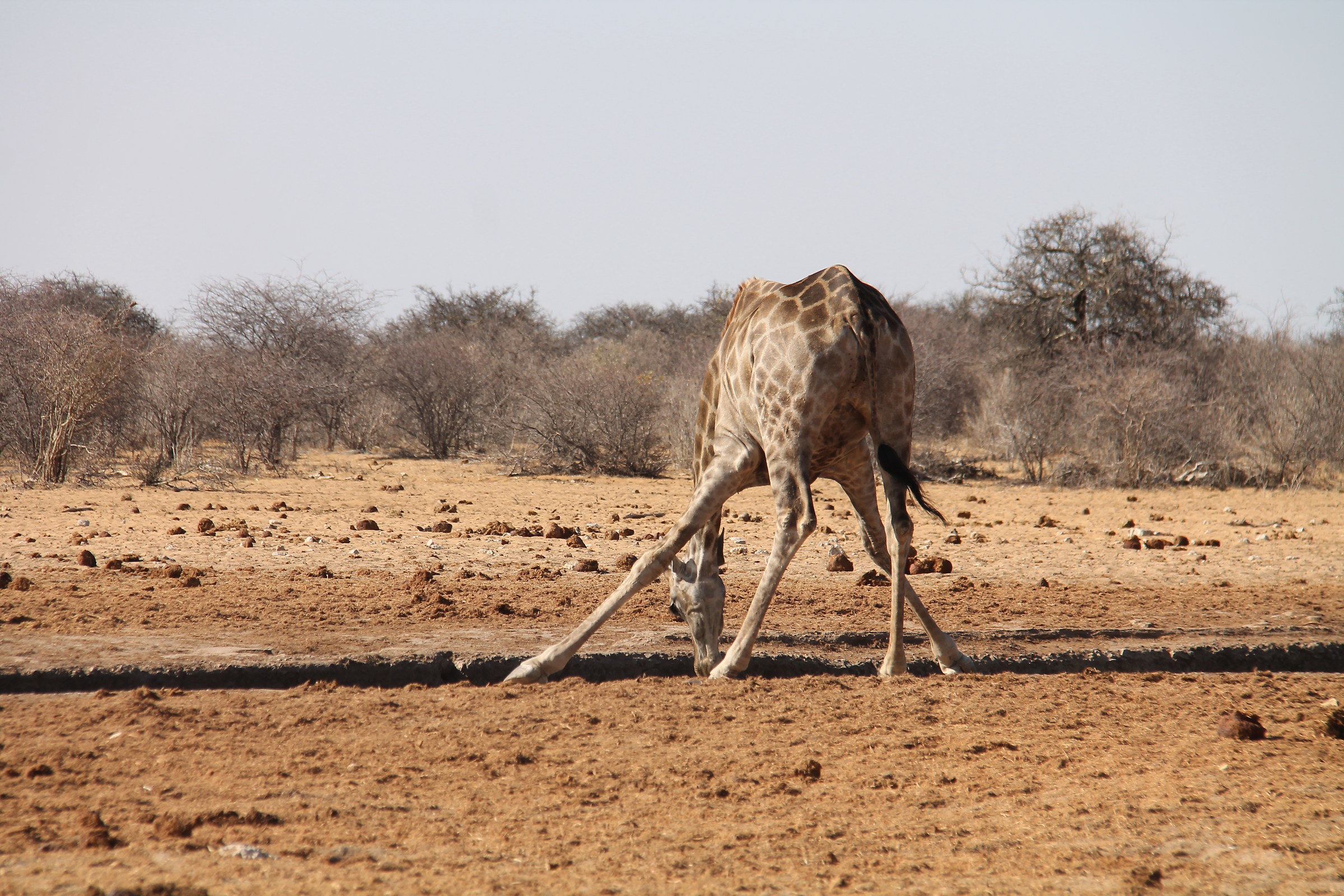 Etosha Giraffe