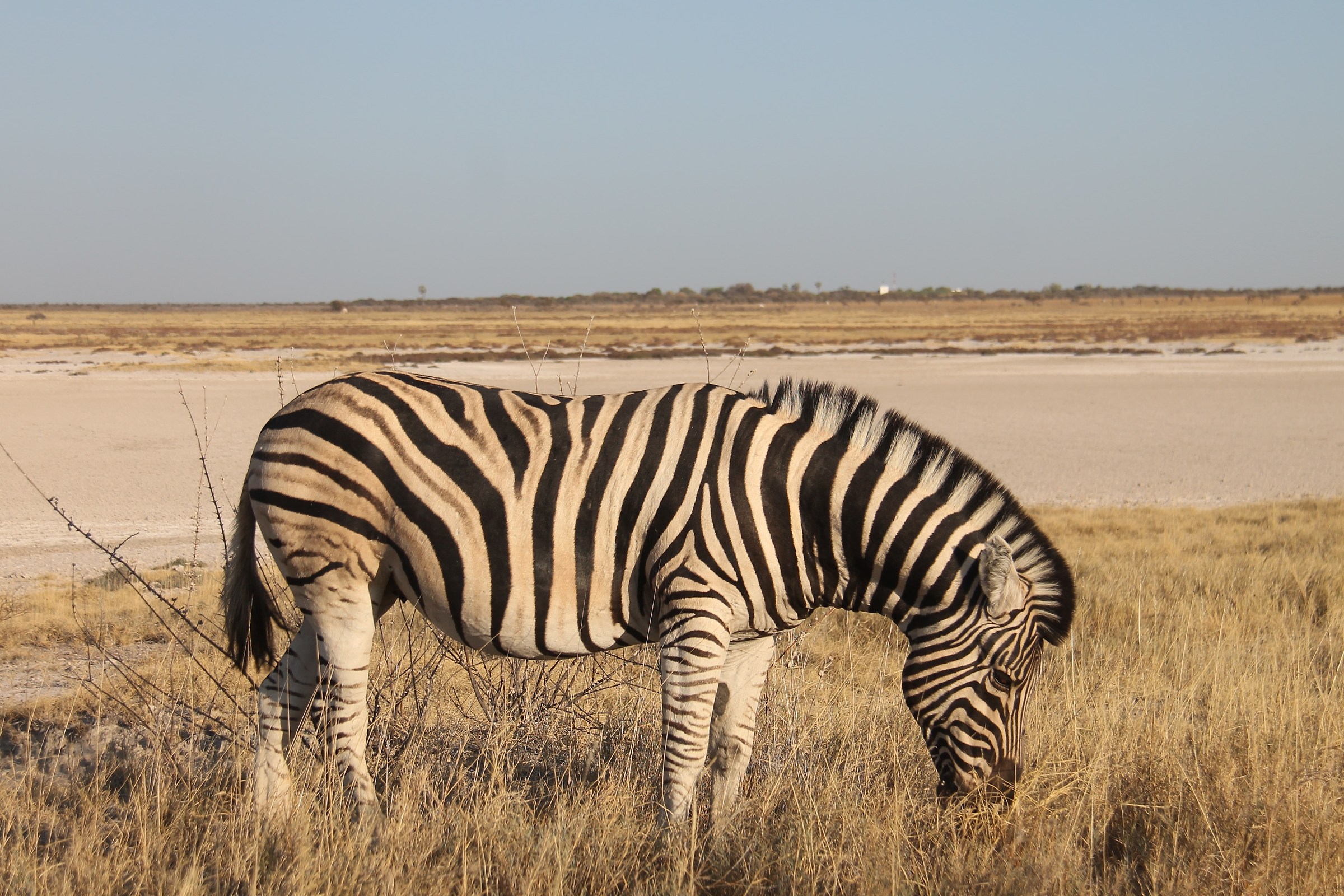 Etosha Zebra