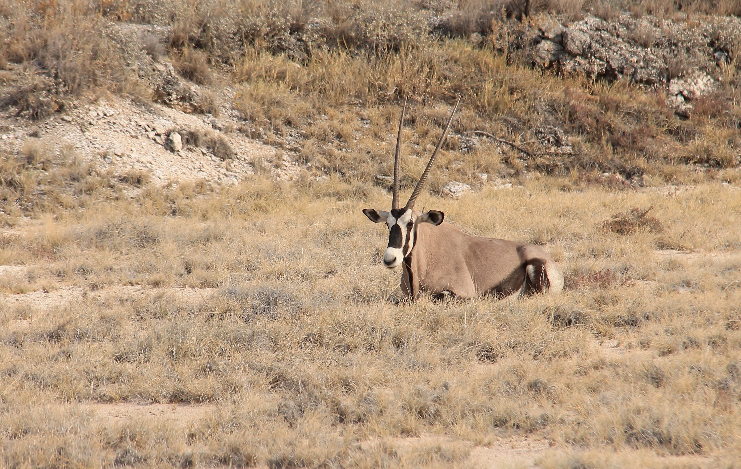 Etosha Gemsbok