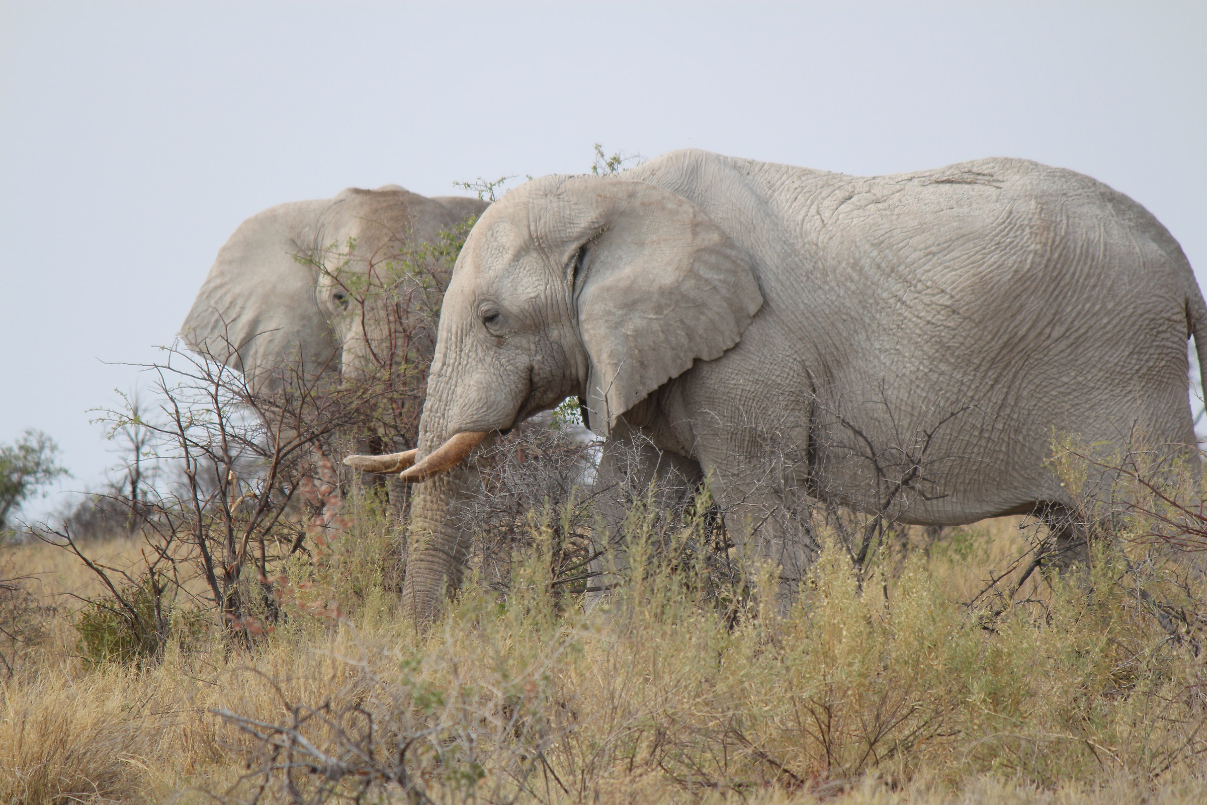 Etosha Elephants