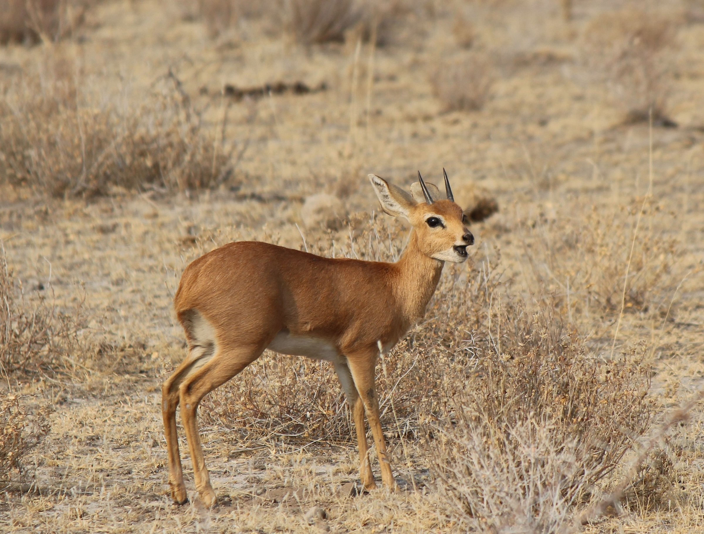 Etosha Steenbok