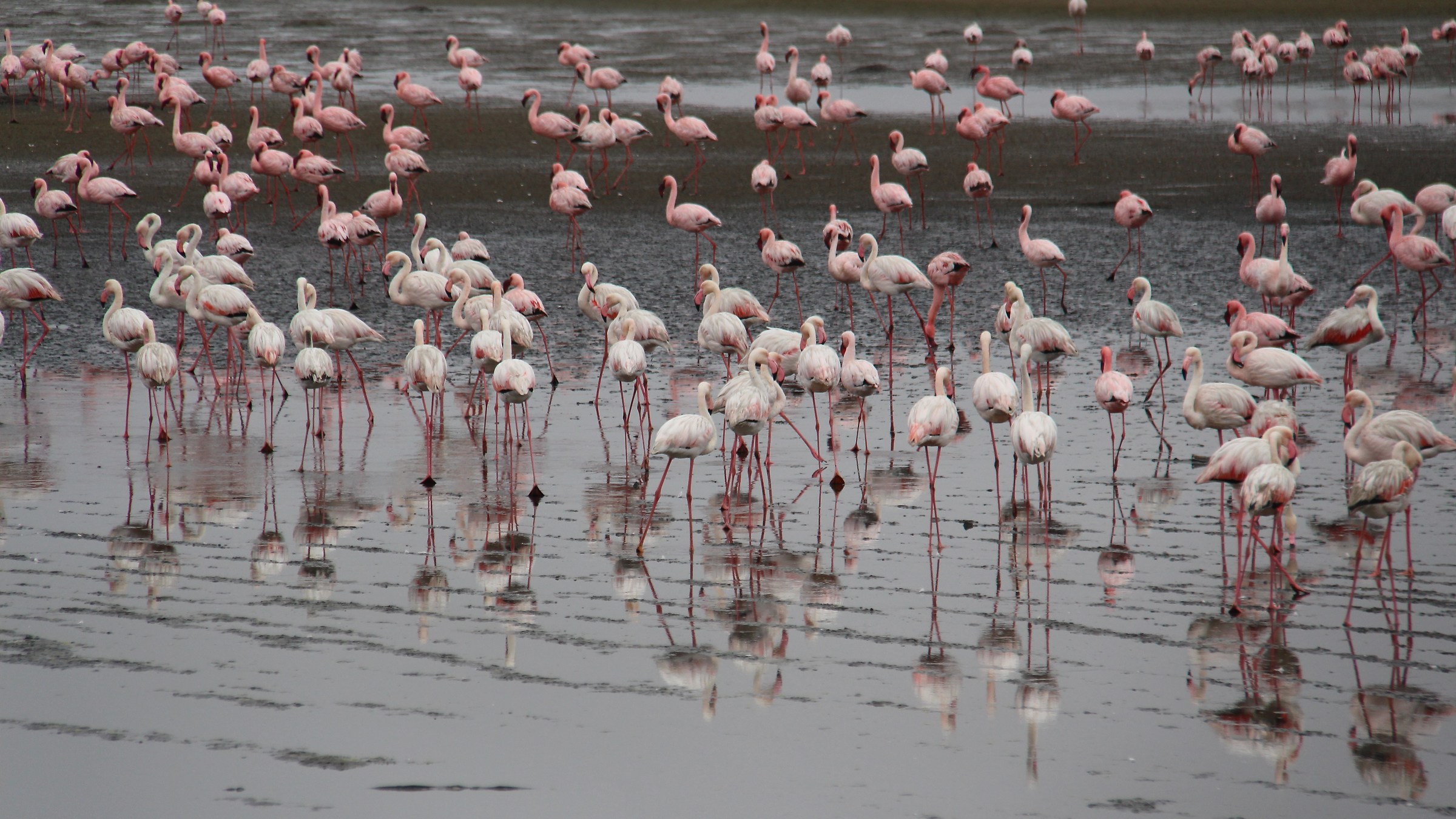 Walvis Bay Pink flamingos