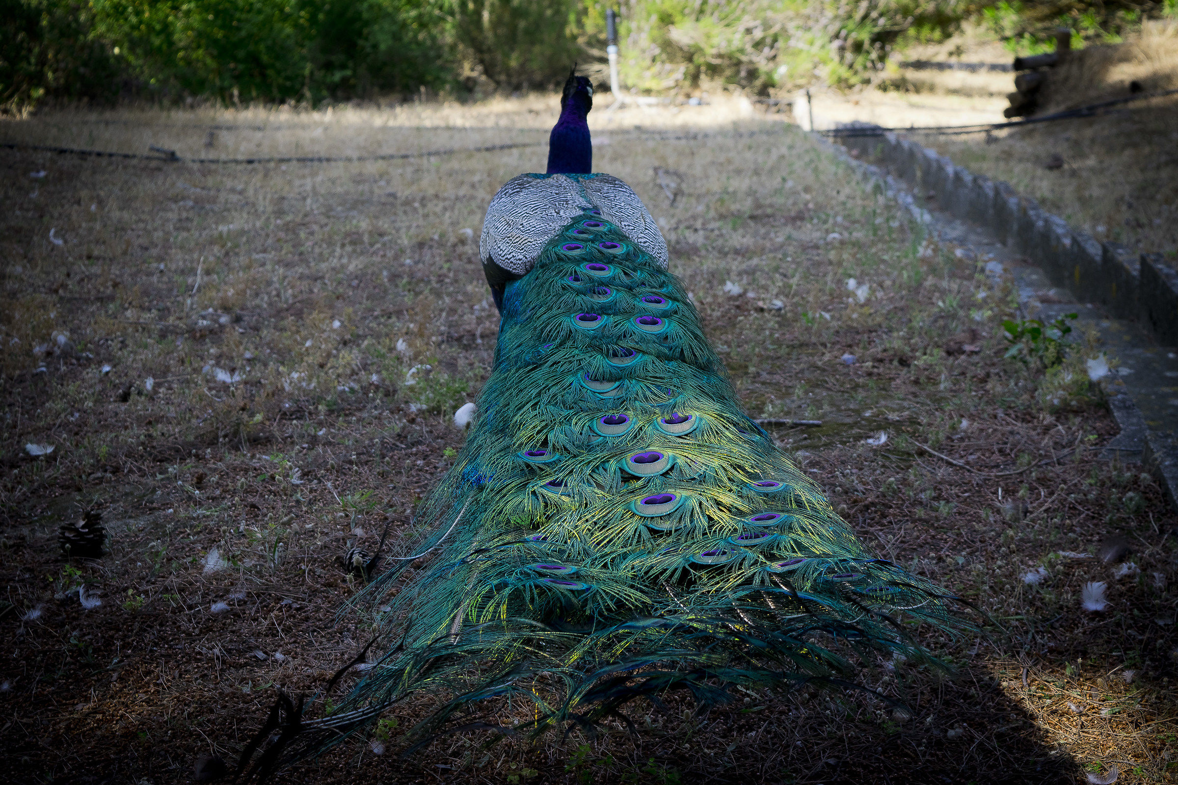 Peacock Park of Monte Urpinu Cagliari