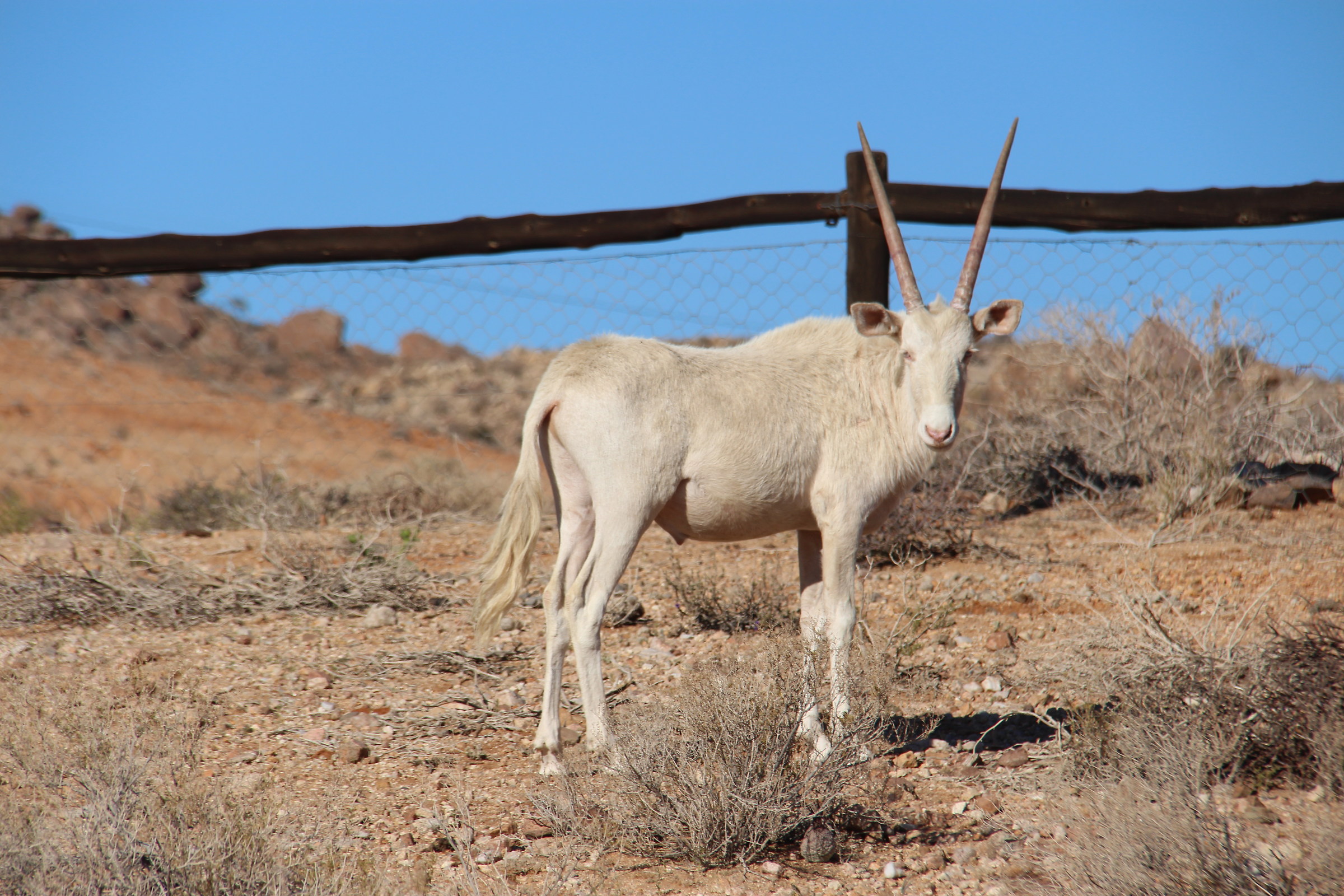 Aus Oryx albino