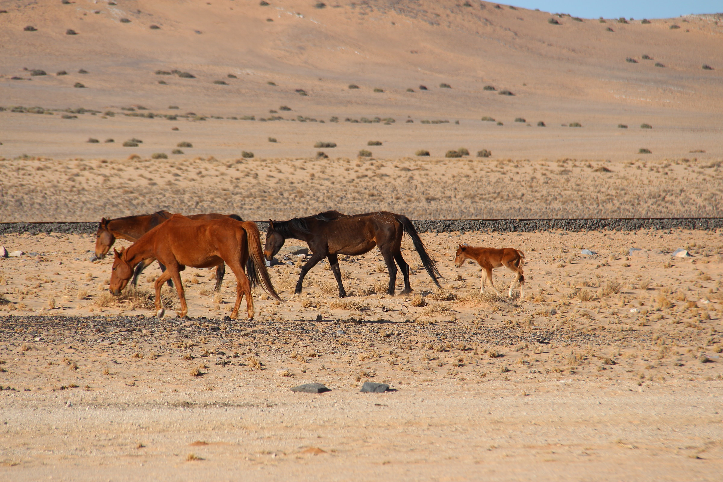aus Wild Horses