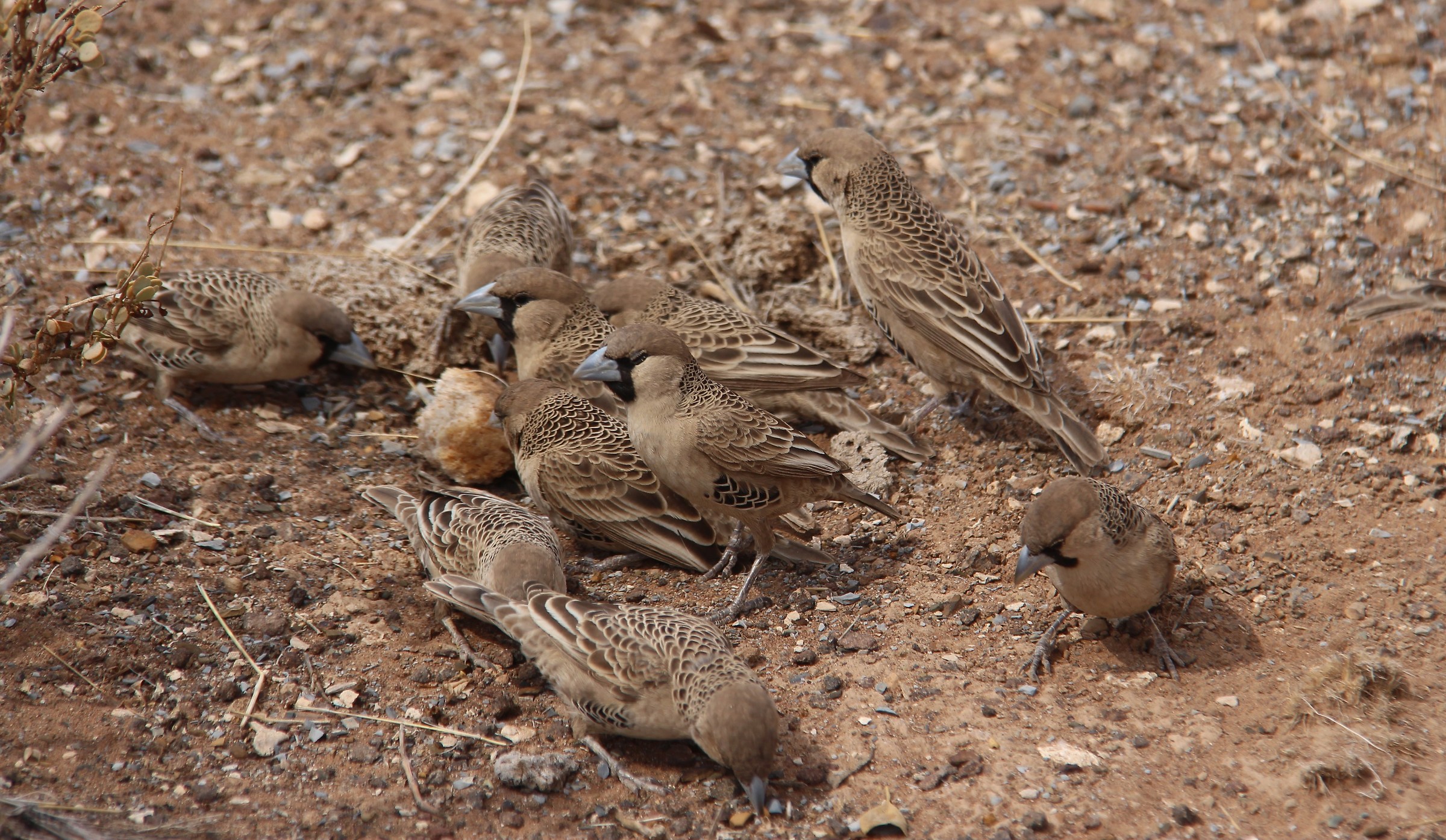 Foresta alberi Faretra Sociable Weater