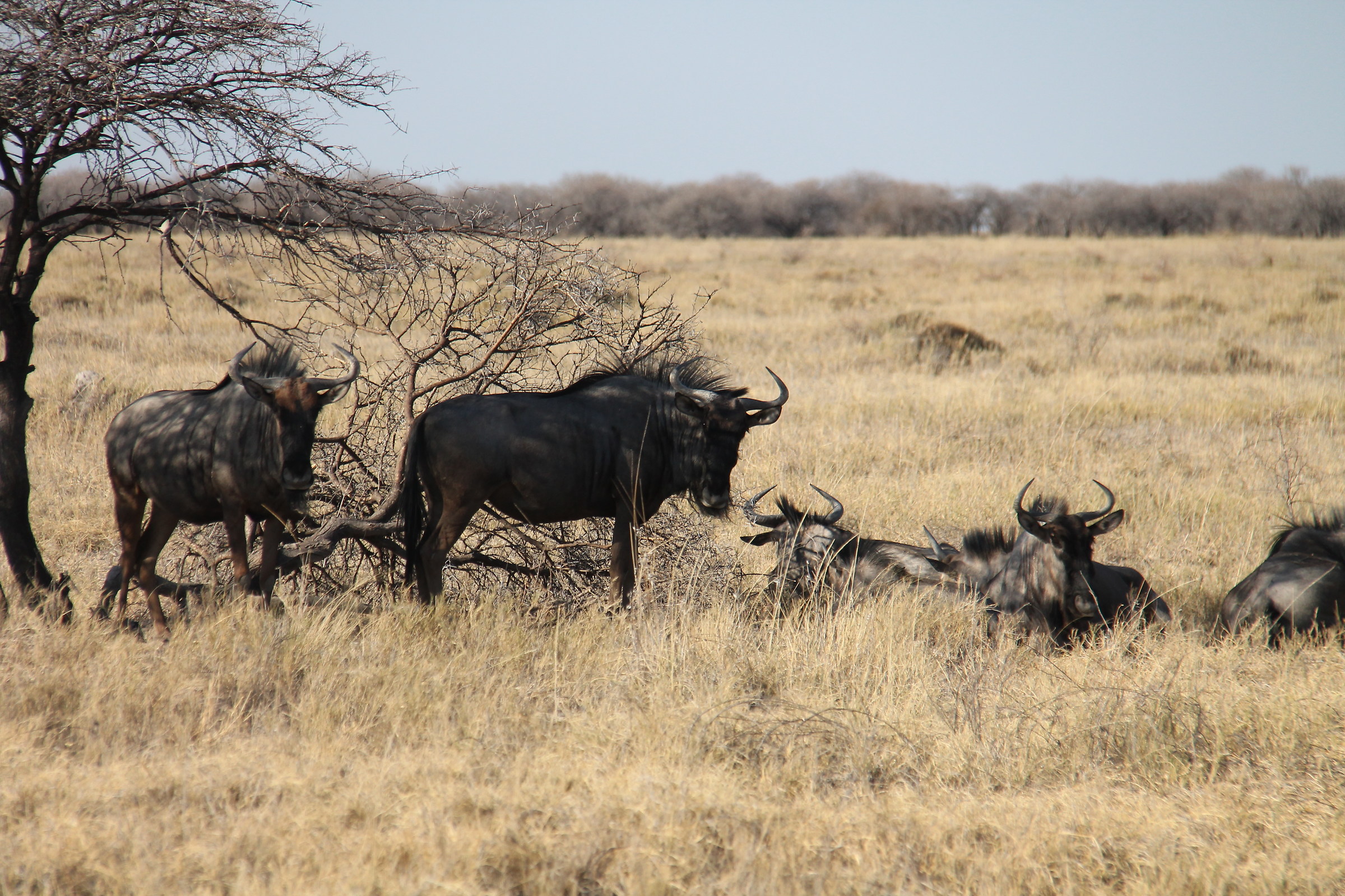 Etosha Gnu